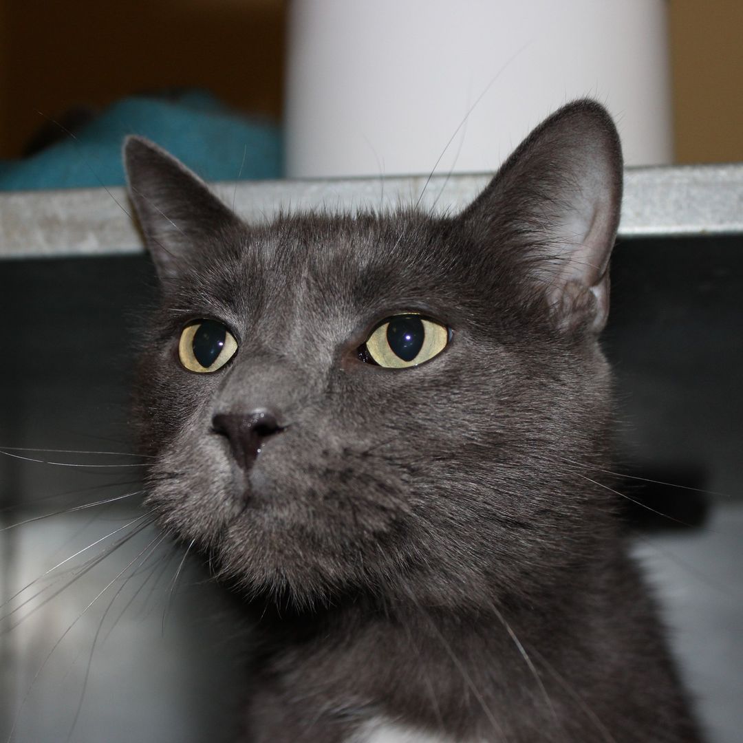 🐾Cat of the day!🐾
This is TikTok, he is one talkative loving boy! Unfortunately, this sweet boy does have kidney issues which means he is on a special diet but don't let that make you nervous!

💥Save the Date!💥
Students at Iowa BIG are planning an adoption event on Sunday, November 28th from 12-4, there will be a bake sale, drinks, and a raffle for some awesome baskets!