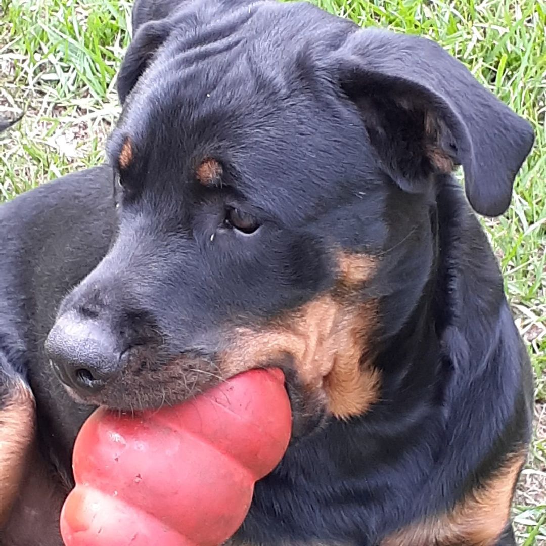 URGENT FOSTER NEEDED 

Hi everyone meet Booger.  Booger's dad has Alzheimer's disease and it has progressively been getting worse and so his family can no longer care for Booger properly and still take care of his dad.

Booger is a 1 1/2 year old (DOB 05/14/2020) 100 lb Rottweiler.  He is good with other dogs and mature children but NO cats.  He is house-trained, neutered, utd on vaccinations and on flea and HW preventative.

Please fill out the application on the Heidi's Legacy website if you are interested in adopting or fostering.

<a target='_blank' href='https://www.instagram.com/explore/tags/fosteringisfun/'>#fosteringisfun</a> <a target='_blank' href='https://www.instagram.com/explore/tags/fosteringsaveslives/'>#fosteringsaveslives</a> <a target='_blank' href='https://www.instagram.com/explore/tags/adoptdontshop/'>#adoptdontshop</a> <a target='_blank' href='https://www.instagram.com/explore/tags/rescuedogsofinstagram/'>#rescuedogsofinstagram</a> <a target='_blank' href='https://www.instagram.com/explore/tags/rottweiler/'>#rottweiler</a> <a target='_blank' href='https://www.instagram.com/explore/tags/rottweilersofinstagram/'>#rottweilersofinstagram</a> <a target='_blank' href='https://www.instagram.com/explore/tags/fosterdog/'>#fosterdog</a> <a target='_blank' href='https://www.instagram.com/explore/tags/fosterdogsofinstagram/'>#fosterdogsofinstagram</a> <a target='_blank' href='https://www.instagram.com/explore/tags/rescuedogs/'>#rescuedogs</a> 
<a target='_blank' href='https://www.instagram.com/explore/tags/alzheimers/'>#alzheimers</a>