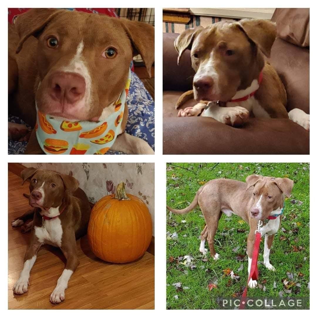 Stop by our PetSmart adoption event this Sunday, November 14th from 10 a.m. - 1 p.m. You might just find the perfect four-legged friend to add to your family. We will have a lot of sweet, adorable dogs that are looking to find their forever home. The dogs that will be in attendance are Gemini, Hermie, Leo, Vega, Hex, Qora, Lucky, Cool Whip, Dobby, Otter, Chipper and Malia.