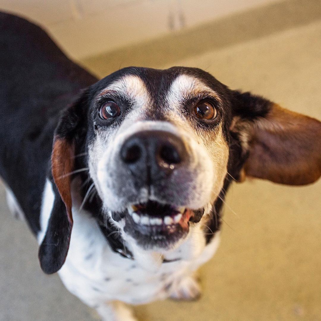 Double tap to boop the snoot. ❤️
Sadie (1st picture) is an 8-year-old Basset Hound/Beagle mix who LOVES to put her nose to the ground and follow a good scent trail. Sadie prefers to go at a slow pace and is not yet house trained so a yard would be helpful for this lady!
Rosie (2nd picture) is an 11-month-old Labrador Retriever mix who is a very sweet girl and is friendly with everyone she meets. She would even do well with another canine friend in the home as she has made plenty of friends since her stay with us. 
Interested in meeting Sadie or Rosie? Stop by our Dedham Animal Care & Adoption Center today anytime between 1PM-6PM. ❤️
.
.
.
.
.
Image description: first photo shows Sadie with her nose up to the camera. 2nd photo shows Rosie smiling running towards the camera.