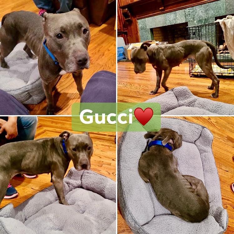 Guess who broke out of jail today! GUCCI! Tonight she will get a good night’s sleep after finally settling in￼￼￼. Can’t wait to see some meat on those bones, Miss Gucci!￼ 
THANK YOU Monique for stepping up for this lost soul & thanks so much Lisa for being her chauffeur today! 🧡