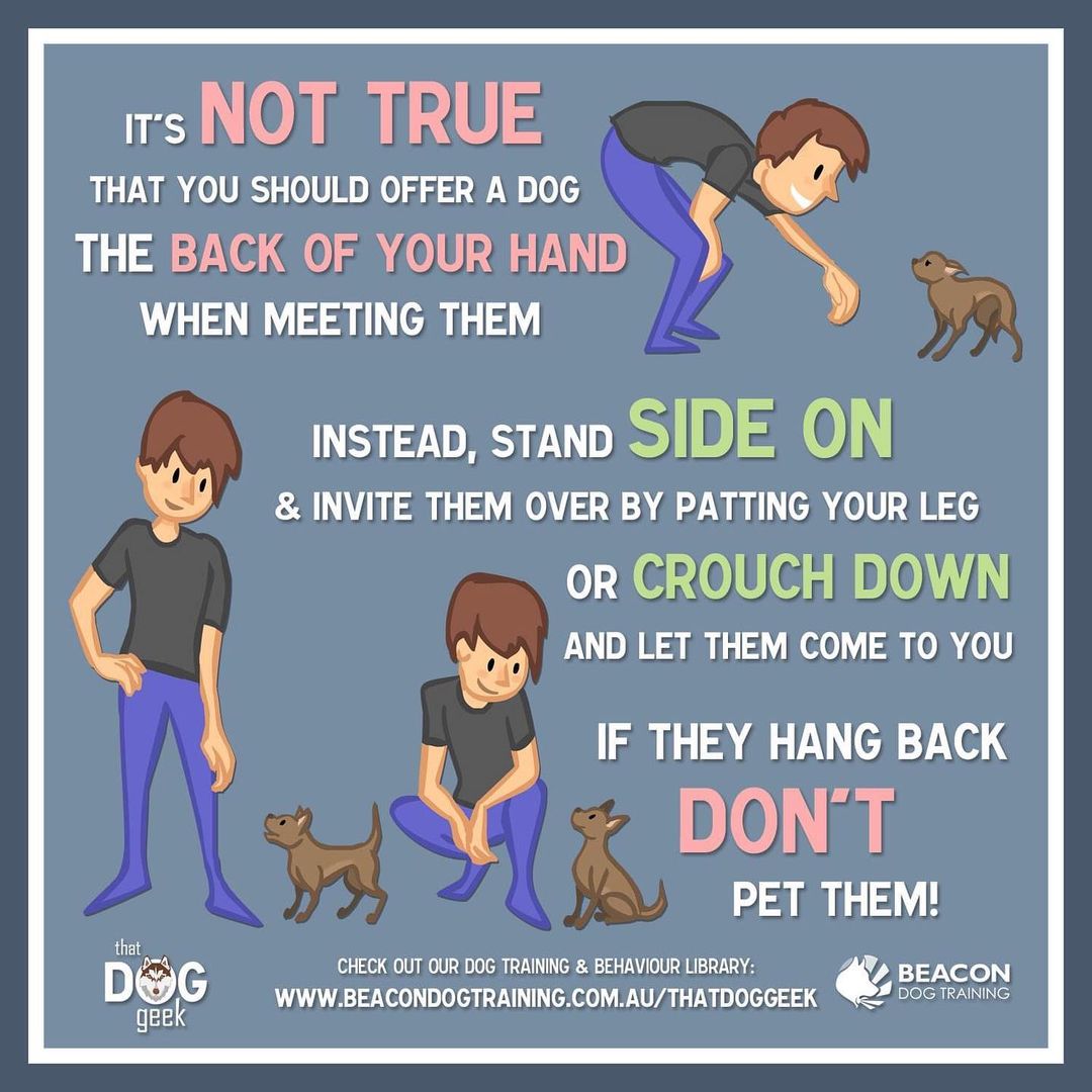 Want to be able to make friends with new dogs when you meet them? You can signal that you’re friendly by using canine body language!
 
We often hear that you’re supposed to offer a dog the back of your hand to sniff, but the body language of this move is actually quite threatening. When we lean forward to offer our hand, we’re facing the dog square on, looming over them, making eye contact and invading their space. All of those signals combine into an intimidating message, and as a result many dogs will become uncomfortable when greeted in this fashion. Confident dogs will usually respond with a couple of signals like turning their head away, yawning, or licking their nose, which means they’d like the human to ease up a bit. Shy or anxious dogs will back away, cower, or even growl, snap or bite. 

The best way to greet a dog is to either stand side on to them and invite them over by patting your leg or calling to them, or crouch down on the ground and let them come to you. This method ensures that it’s the dog’s choice to come and say hello – they’re moving up to you, rather than you moving up to them. 

If the dog chooses not to approach, it means that they don’t want to say hello. It’s important that you respect that choice, and leave them be. If you’re going to be spending some time with the dog, be patient and hang back – the best way to win the trust of a shy dog is to avoid putting pressure on them to interact. Move slowly, blink your eyes a lot to avoid staring, and don’t speak loudly. If they approach to sniff you, don’t pet them right away. Let them sniff, then when they’re finished move away from them and try inviting them closer again.
 
Best of luck making some new doggie friends Dog Geeks! We’d love to hear how being conscious of your body language has helped you greet dogs, or if you’ve ever won the trust of a shy dog by being patient and avoiding pressuring them. 

- Maddie Ross CPDT-KA

----------------------------------------
For more graphics and videos on training and behaviour, check out our library:  https://www.beacondogtraining.com.au/thatdoggeek