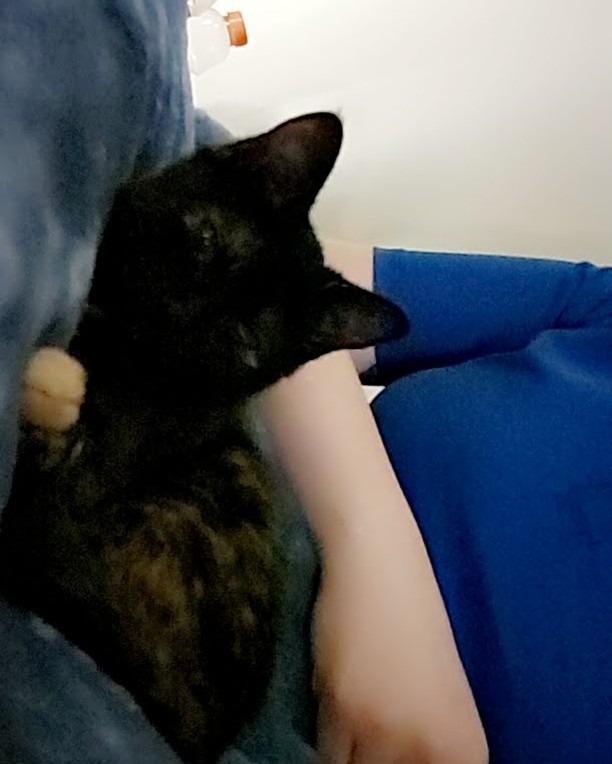 While this doesn't happen often; it seems we adopted out a parrot under the guise of a kitten! Ember (formerly Eudora) absolutely adores her new momma Brittany and prefers to either perch on her shoulder or snuggle into her arm. She takes 