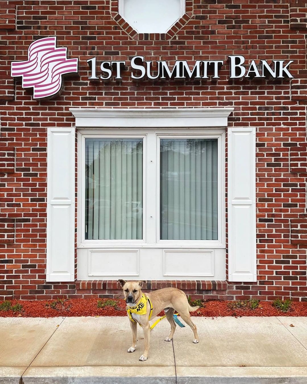 In just one week we will be hosting our Claws & Paws Cash Bash! To promote the event, we visited event sponsor, @1stsummitbank. Adoptable pets Bronx, Bambi, and Biscuit enjoyed all of the love and attention they received from the bank staff, and, in return, the bank staff enjoyed the cuddles and kisses. 

Come join us Saturday, November 20th from 6 to 9 p.m. at the Richland Fire Hall for our biggest event of the year! Tickets are still available. All proceeds directly benefit the Humane Society of Cambria County! For full event details, visit our website.

Thank you to 1ST SUMMIT BANK!