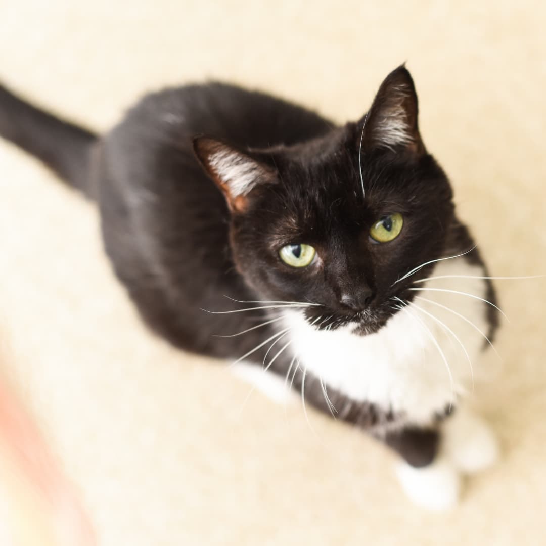 Getting hungry for a midday snack? 🍝
.
We recommend treating yourself to a heaping helping of cuteness from Tortellini and Alfredo! 😍
.
🎩 These bonded sisters are always dressed in their finest tuxedos and ready for any fashion occasion! Both Tortellini and Alfredo and are social, sweet, and LOVE to be petted, though each kitty has her favorite hobbies.
.
🐈🐈 Tortellini has dubbed herself head of the neighborhood watch, and loves to gaze out a big, sunny window and watch the world go by. Alfredo, on the other hand, always wants to be where the people are, and is the perfect, quiet companion to help you with tasks around the house. 
.
They are hoping to find a calm forever home where they can enjoy cat beds, wet cat food, and, of course, get lots of attention! 💕 
.
🐾 If you'd like to adopt this dynamic duo, visit our website linked in our bio! 👆