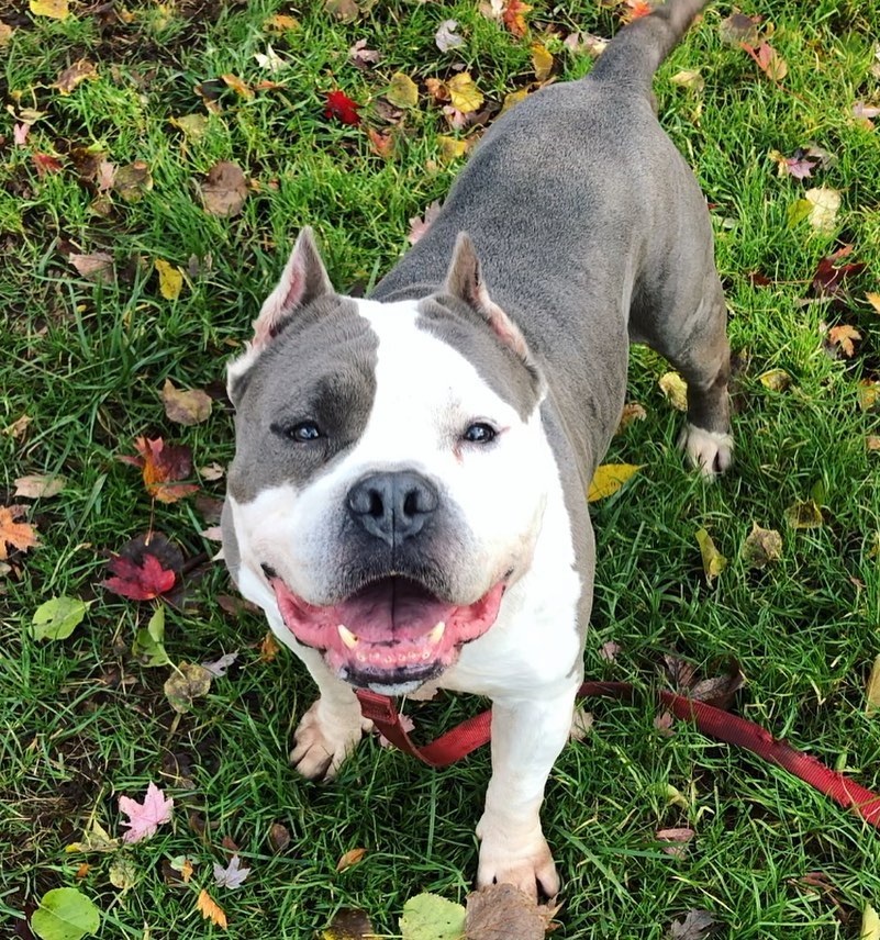 Introducing adoptable Gotti. This eight year old meatball is the sweetest and cutest <a target='_blank' href='https://www.instagram.com/explore/tags/bullymix/'>#bullymix</a>! Photos don’t show just how stocky and big he is, but he has handfuls of soft squishy neck rolls and he loves when you scratch them! 😂😍 <a target='_blank' href='https://www.instagram.com/explore/tags/adoptme/'>#adoptme</a> <a target='_blank' href='https://www.instagram.com/explore/tags/gottithedog/'>#gottithedog</a> <a target='_blank' href='https://www.instagram.com/explore/tags/newhavenanimalshelter/'>#newhavenanimalshelter</a> 

<a target='_blank' href='https://www.instagram.com/explore/tags/adoptadog/'>#adoptadog</a> <a target='_blank' href='https://www.instagram.com/explore/tags/gotti/'>#gotti</a> <a target='_blank' href='https://www.instagram.com/explore/tags/bluenose/'>#bluenose</a> <a target='_blank' href='https://www.instagram.com/explore/tags/dontbullymybreed/'>#dontbullymybreed</a> <a target='_blank' href='https://www.instagram.com/explore/tags/adoptthecropped/'>#adoptthecropped</a> <a target='_blank' href='https://www.instagram.com/explore/tags/neckrollsfordays/'>#neckrollsfordays</a> <a target='_blank' href='https://www.instagram.com/explore/tags/americanbulldogmix/'>#americanbulldogmix</a> <a target='_blank' href='https://www.instagram.com/explore/tags/staffiesmile/'>#staffiesmile</a> <a target='_blank' href='https://www.instagram.com/explore/tags/nhv/'>#nhv</a> <a target='_blank' href='https://www.instagram.com/explore/tags/dogsofnewhaven/'>#dogsofnewhaven</a> <a target='_blank' href='https://www.instagram.com/explore/tags/ineedahome/'>#ineedahome</a> <a target='_blank' href='https://www.instagram.com/explore/tags/petfinder/'>#petfinder</a>