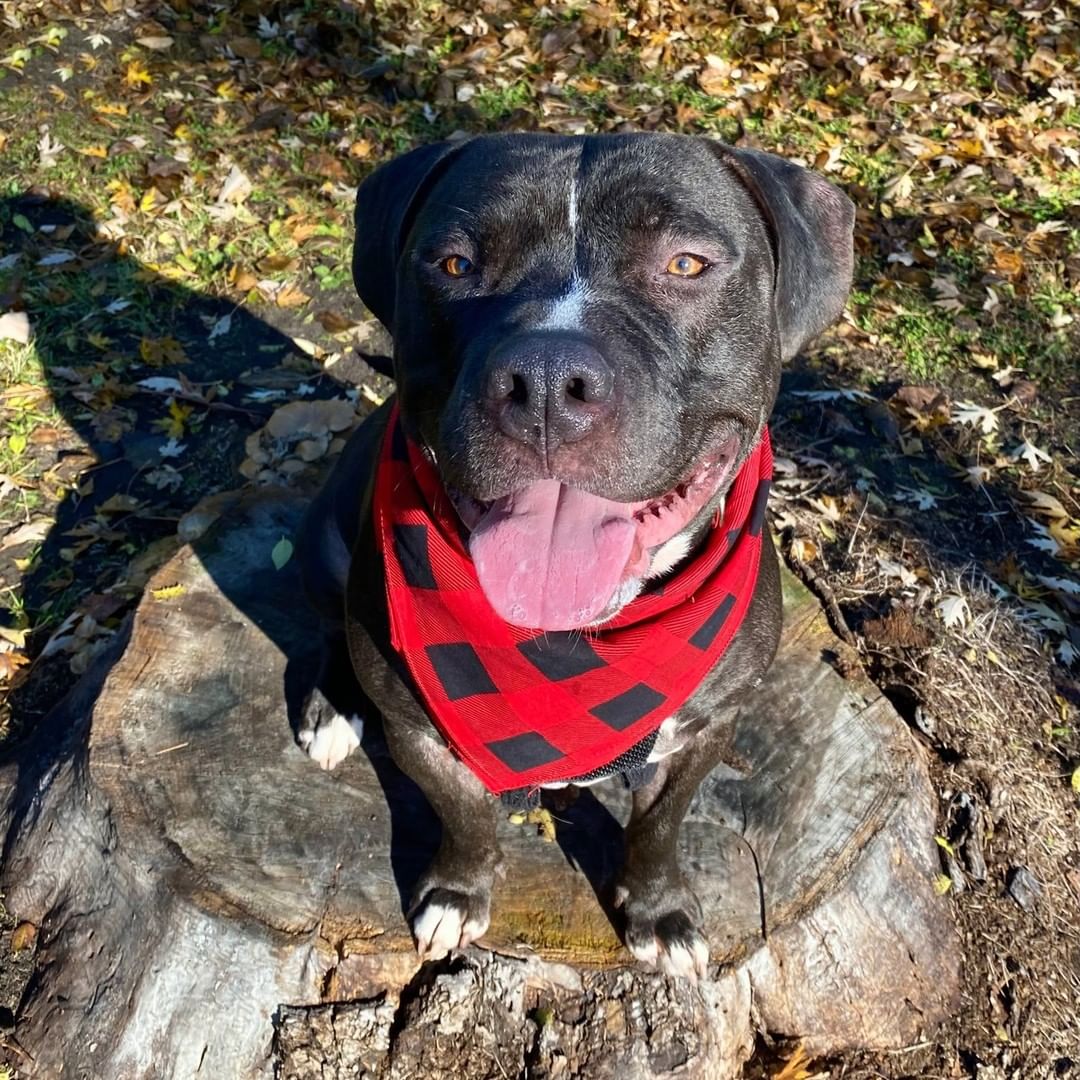 Hercules is a happy guy with a heart of gold! This 6-year-old fella loves exploring outside, flopping down for belly rubs, and any toy that squeaks. If you give him a scratch in the right spot on his back, you’ll get his leg kicking. He is a very adventurous boy and would love nothing more than to play outside all day with you! He’ll bat tennis balls around and bring a smile to your face! Hercules is working hard on understanding how strong he is. It’s hard when there’s so many exciting things to see and smell! He would love for someone to continue working with him on leash training and manners. Like all of us, he is a work in progress – but for every challenge, he has 1,000 moments of sweetness! He’s a very smart boy and listens very well! Hercules loves being around people, and is a sucker for fall. He loves the leaves, and would be overjoyed to head to your favorite coffee shop and get a pup latte. If you’re looking for a handsome hunk to cuddle up with this holiday season, schedule an appointment to come meet Hercules today!