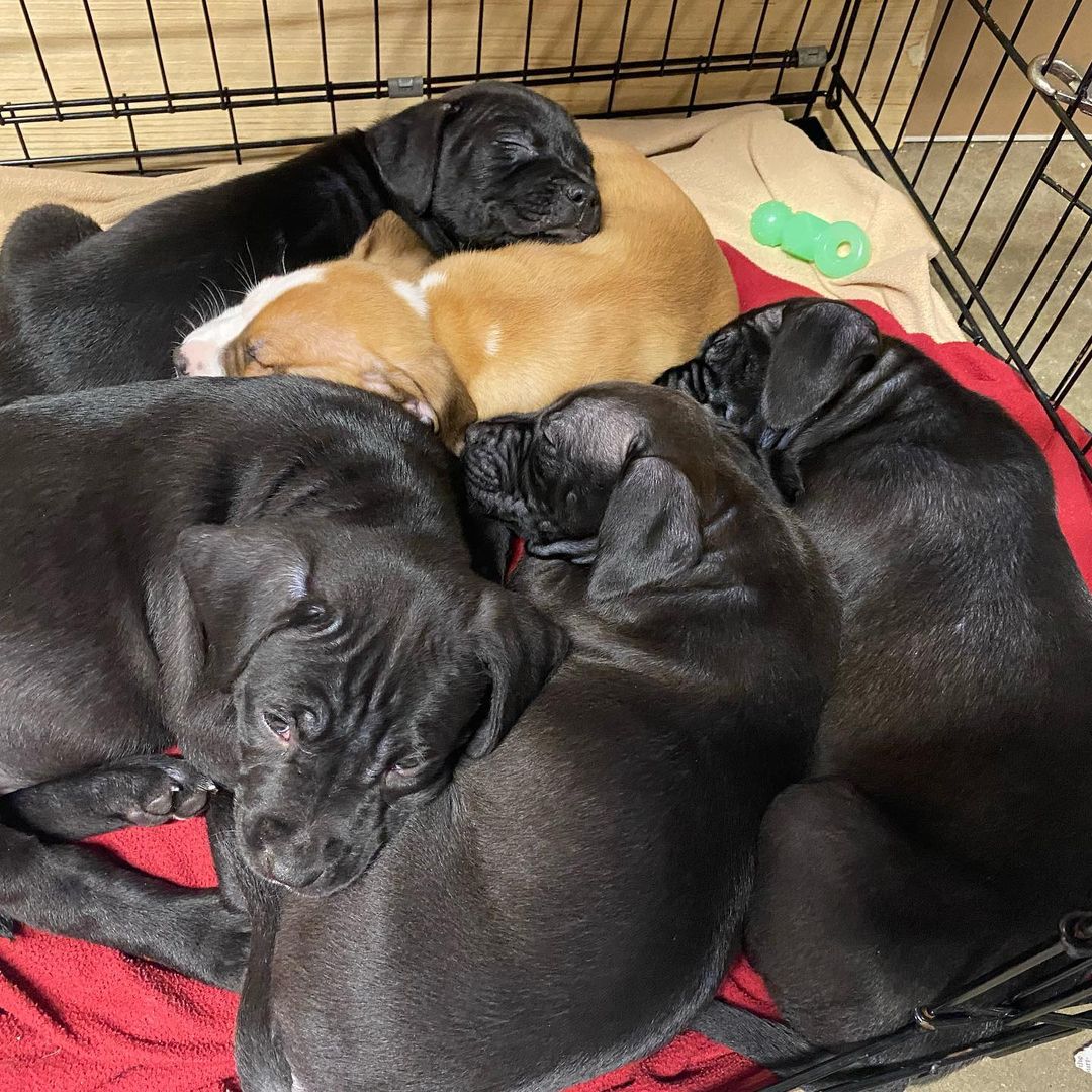 🖤Who needs a puppy pile for a Monday morning pick me up?!?! ☺️🥰☺️

Morticia, Elvira, Gomez, Dracula and Casper 💤 are pre-adoptable! They are estimated to be lab mixes at about 6 weeks old!!

🖤These babies will be available for adoption in a few weeks! You may even see some at our ADOPTION EVENT December 4th 😊 (12-3pm @ Pet People in Sandy Springs)

✅To pre-adopt one of these silly pups visit twotailzrescue.org

<a target='_blank' href='https://www.instagram.com/explore/tags/adoptable/'>#adoptable</a> <a target='_blank' href='https://www.instagram.com/explore/tags/puppies/'>#puppies</a> <a target='_blank' href='https://www.instagram.com/explore/tags/puppylove/'>#puppylove</a> <a target='_blank' href='https://www.instagram.com/explore/tags/blackpuppies/'>#blackpuppies</a> <a target='_blank' href='https://www.instagram.com/explore/tags/adoptapuppy/'>#adoptapuppy</a> <a target='_blank' href='https://www.instagram.com/explore/tags/labmix/'>#labmix</a> <a target='_blank' href='https://www.instagram.com/explore/tags/adoptalabmix/'>#adoptalabmix</a> <a target='_blank' href='https://www.instagram.com/explore/tags/adoptablackdog/'>#adoptablackdog</a> <a target='_blank' href='https://www.instagram.com/explore/tags/blackdogsrock/'>#blackdogsrock</a> <a target='_blank' href='https://www.instagram.com/explore/tags/adoptme/'>#adoptme</a> <a target='_blank' href='https://www.instagram.com/explore/tags/weloverescuedogs/'>#weloverescuedogs</a> <a target='_blank' href='https://www.instagram.com/explore/tags/atlantarescue/'>#atlantarescue</a> <a target='_blank' href='https://www.instagram.com/explore/tags/twotailzrescue/'>#twotailzrescue</a>