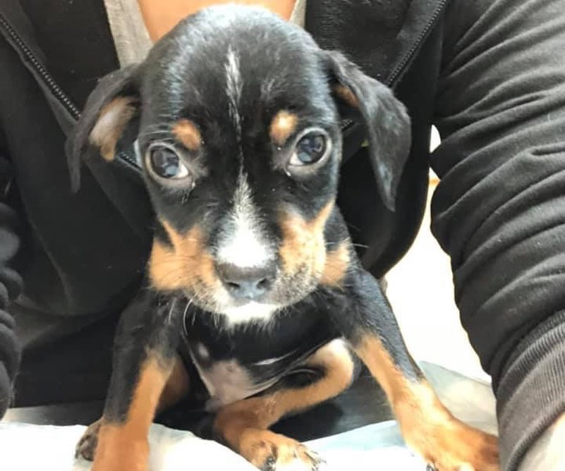 Three sweet and loving, deserving <a target='_blank' href='https://www.instagram.com/explore/tags/puppies/'>#puppies</a> need your help! Abandoned in a field, left to die, they are hospitalized and receiving life-saving medical care. Their costs are extensive and we need your help to continue their care. Please <a target='_blank' href='https://www.instagram.com/explore/tags/donate/'>#donate</a> if you can and please share their story.

DONATE: https://www.pawsforliferescue.org/donate

FOX2 STORY: https://www.fox2detroit.com/video/1000334  <a target='_blank' href='https://www.instagram.com/explore/tags/puppy/'>#puppy</a> <a target='_blank' href='https://www.instagram.com/explore/tags/adoptdontshop/'>#adoptdontshop</a> <a target='_blank' href='https://www.instagram.com/explore/tags/animalcruelty/'>#animalcruelty</a> <a target='_blank' href='https://www.instagram.com/explore/tags/instagood/'>#instagood</a> <a target='_blank' href='https://www.instagram.com/explore/tags/instapuppy/'>#instapuppy</a> <a target='_blank' href='https://www.instagram.com/explore/tags/rescuedogsofinstagram/'>#rescuedogsofinstagram</a> <a target='_blank' href='https://www.instagram.com/explore/tags/rescuedismyfavoritebreed/'>#rescuedismyfavoritebreed</a> <a target='_blank' href='https://www.instagram.com/explore/tags/puppylove/'>#puppylove</a> <a target='_blank' href='https://www.instagram.com/explore/tags/puppiesofinsta/'>#puppiesofinsta</a> <a target='_blank' href='https://www.instagram.com/explore/tags/detroit/'>#detroit</a> <a target='_blank' href='https://www.instagram.com/explore/tags/michigan/'>#michigan</a> <a target='_blank' href='https://www.instagram.com/explore/tags/puppiesofig/'>#puppiesofig</a>