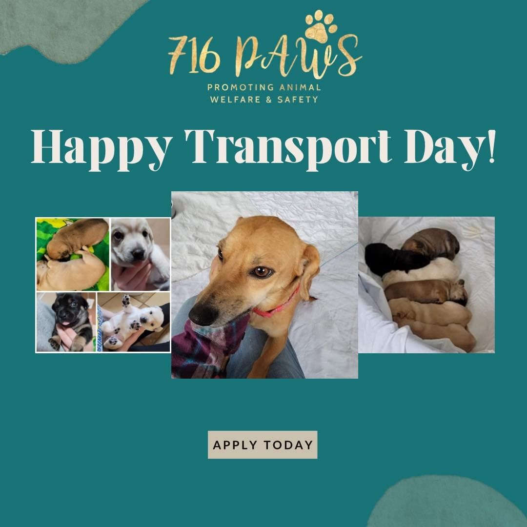 Happy Transport Day!!

We had mama little arrive with her 6 3.5 week old puppies today.  Puppies will be listed for adoption in December when they are 8 weeks old and ready to be separated from their mama. 

Get your apps in if you are looking for a small breed pup! 

 <a target='_blank' href='https://www.instagram.com/explore/tags/puppies/'>#puppies</a> <a target='_blank' href='https://www.instagram.com/explore/tags/puppiesofinstagram/'>#puppiesofinstagram</a> <a target='_blank' href='https://www.instagram.com/explore/tags/adoption/'>#adoption</a> <a target='_blank' href='https://www.instagram.com/explore/tags/716paws/'>#716paws</a> <a target='_blank' href='https://www.instagram.com/explore/tags/buffalo/'>#buffalo</a>