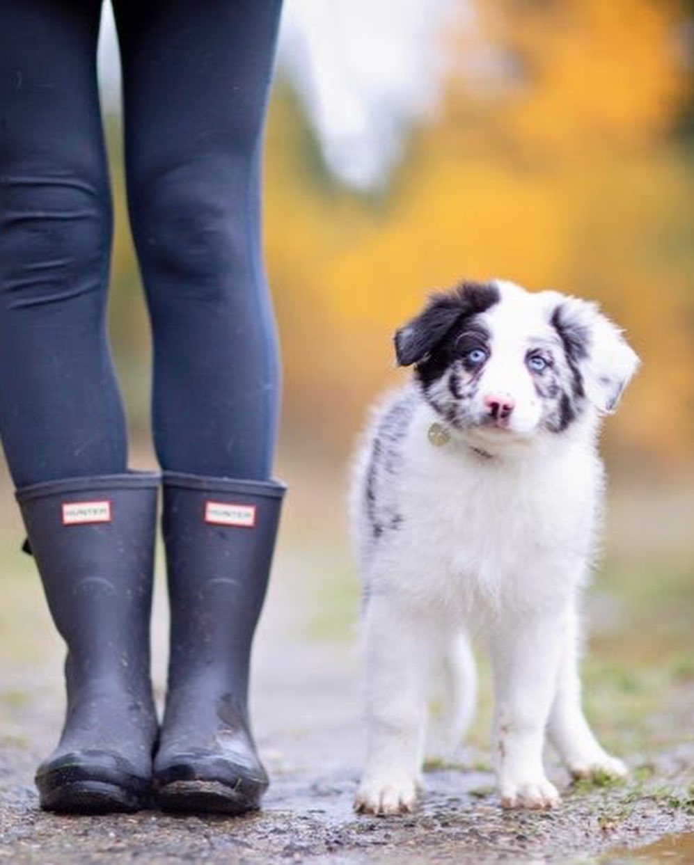 Cuteness overload alert!! 📢‼️😋 Thanks to Two Red Dogs Photography for photographing Dakota and Kai! They are just two of the six Border Collie mix puppies that just came to KARE! They were born on Sept. 9th. Please visit our website for more info! https://nwkare.org/educate-advocate-rehabilitate/rescue/