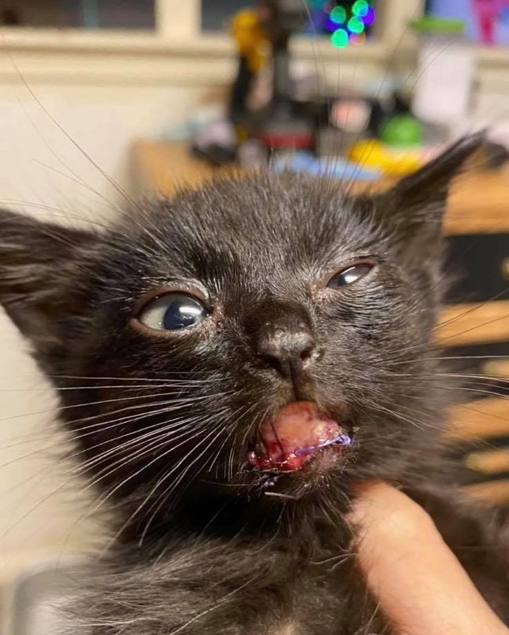 Our fifteenth black kitty for November is Landry! She came to Sbar with a bad mouth wound, we think she fell out of a moving vehicle. She is a very shy girl who is finally coming out of her shell a bit. Because of this and the fact that she’s a black cat she’s been overlooked for months. Help us find this precious girl her perfect family. Landry is 7 months old, spayed, FIV/FELV negative and up to date on vaccines. To put in an application click on the link below.

https://www.sbanimalrescue.org