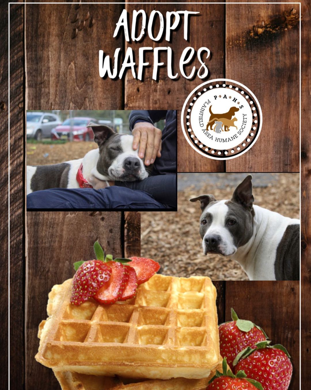 Good morning! It’s me Waffles! I’m very ready to be in my furever home! I’m a funny boy, guaranteed to make you laugh! Everyone who sees me at the shelter always smiles! I’m a big couch potato who wants to snuggle up with you on the couch and watch a movie…or what is this squid game show, everyone keeps talking about?! I’ll watch, whatever you want to watch! I’ll just be thankful for a loving home! 🍿 📺 🧇 <a target='_blank' href='https://www.instagram.com/explore/tags/adoptdontshop/'>#adoptdontshop</a> <a target='_blank' href='https://www.instagram.com/explore/tags/fureverhome/'>#fureverhome</a> <a target='_blank' href='https://www.instagram.com/explore/tags/dogsofinstagram/'>#dogsofinstagram</a> <a target='_blank' href='https://www.instagram.com/explore/tags/rescuedogsofinstagram/'>#rescuedogsofinstagram</a> <a target='_blank' href='https://www.instagram.com/explore/tags/fosteringsaveslives/'>#fosteringsaveslives</a> <a target='_blank' href='https://www.instagram.com/explore/tags/friyay/'>#friyay</a> <a target='_blank' href='https://www.instagram.com/explore/tags/november/'>#november</a> <a target='_blank' href='https://www.instagram.com/explore/tags/november12/'>#november12</a> <a target='_blank' href='https://www.instagram.com/explore/tags/thedodo/'>#thedodo</a> @chewy @netflix <a target='_blank' href='https://www.instagram.com/explore/tags/tgifriday/'>#tgifriday</a>