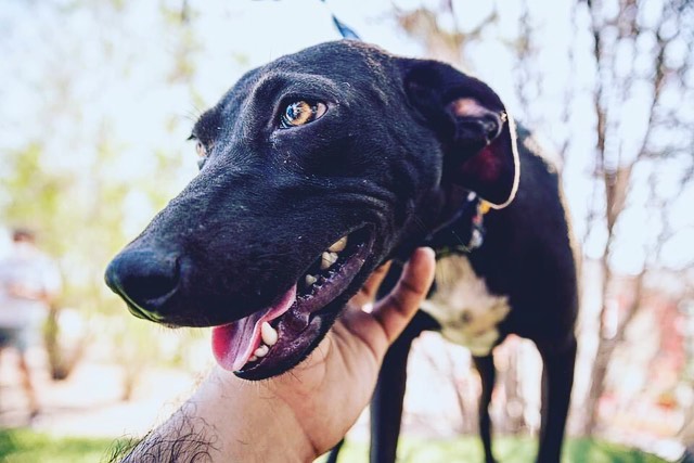 A smile that'll melt your heart, meet our girl Karai! Karai is a sweet and incredibly loving 9 month old pup who weighs 30lbs. She loves nothing more than to climb into your lap and snuggle. She would LOVE having a doggy friend to bond with and help show her the ropes. She loves to snuggle close with her foster sibling after a round of play. She is treat motivated and picks up training quickly. She knows 