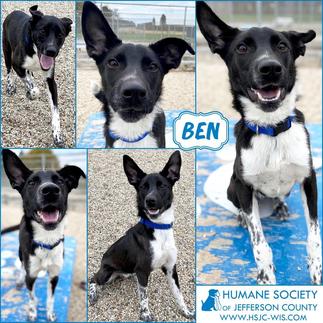 I'm Ben, a young herding breed mix. True to my breed type, I have a lot of energy and I need a job to do. What kind of job? Anything from herding sheep to taking long walks to playing catch with a Frisbee! I'll be an excellent companion for an active and attentive adopter!⠀
⠀
Learn more at https://hsjc-wis.com/animal/?id=17402607 or click the link in our bio.⠀
⠀
<a target='_blank' href='https://www.instagram.com/explore/tags/adopt/'>#adopt</a> <a target='_blank' href='https://www.instagram.com/explore/tags/dogsofinstagram/'>#dogsofinstagram</a> <a target='_blank' href='https://www.instagram.com/explore/tags/rescuedog/'>#rescuedog</a> <a target='_blank' href='https://www.instagram.com/explore/tags/adoptdontshop/'>#adoptdontshop</a>