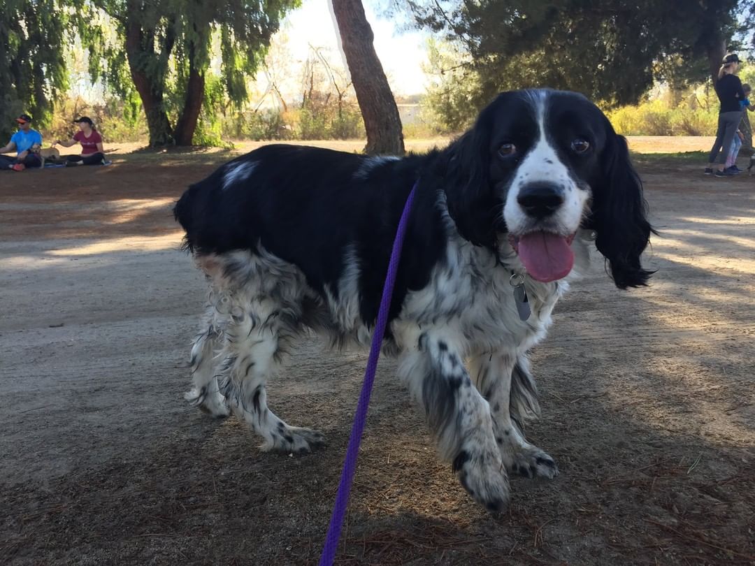 Cowboy was entrusted to us through the Final Wish Program when his dad passed away. He was 79 years old and they never spent a day apart. He went everywhere in his car in the front seat, slept in his bed, went to dinners with him. Family let us know, 