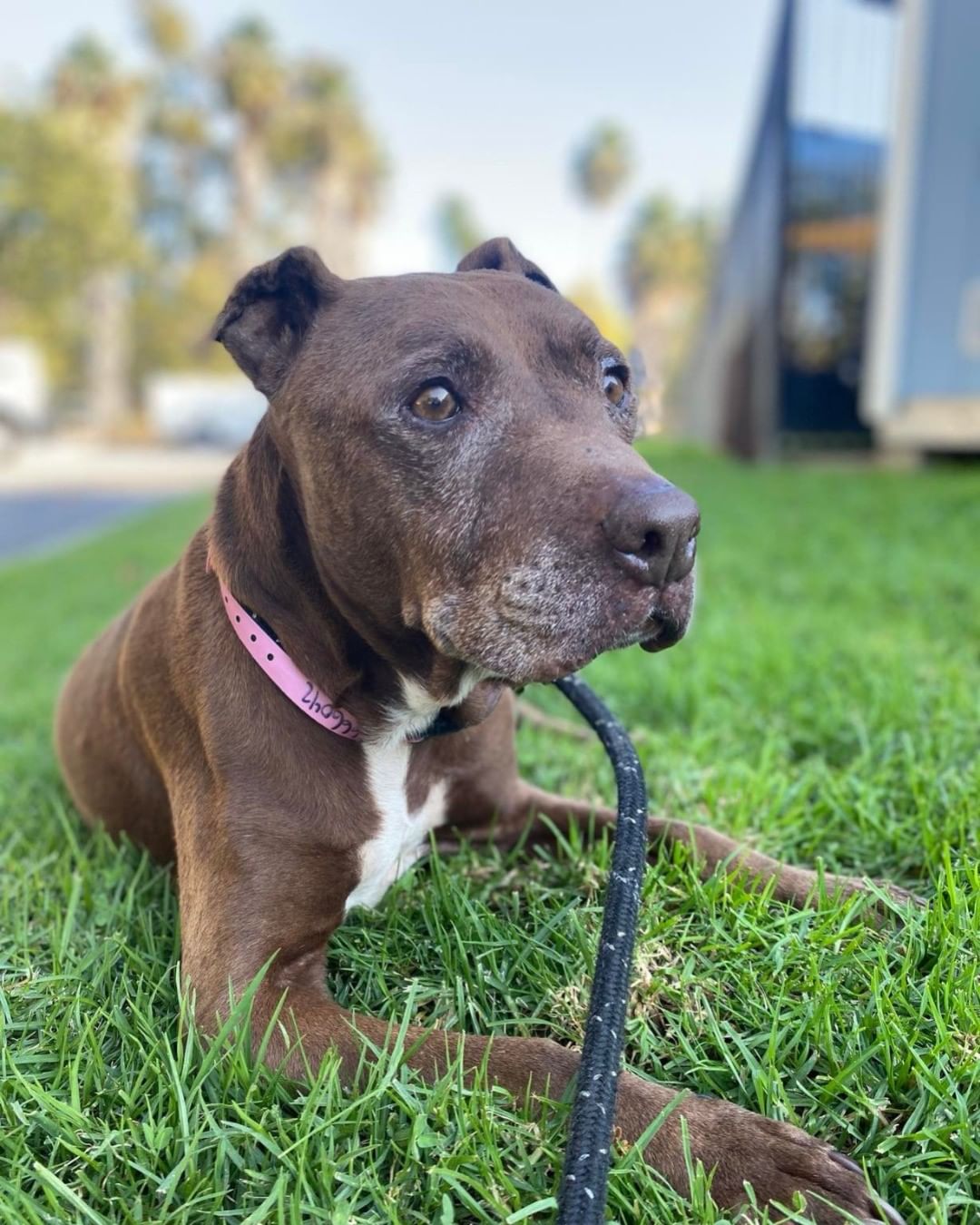 If you look up serene in the dictionary, Olive (AID <a target='_blank' href='https://www.instagram.com/explore/tags/A666042/'>#A666042</a>) would be the definition. She is a quiet, 10 year old girl that would love nothing more than a stroll in the park and laying down at your feet. She has a sense of calmness about her and resembles a wise, experienced mentor that dishes out life advice. If you're looking for a relaxed friend or know someone who she'll be a great fit with, please apply at adopets.com or email petadopt@longbeach.gov to make an appointment to meet Olive!