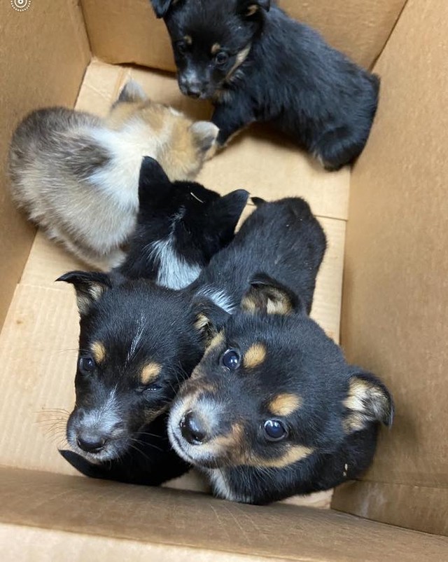 A family of 5 was found abandoned in the Industrial Park in Pontotoc this morning. 

The ground underneath them was dry. They spent the entire night out in the cold weather huddled behind that sign. 

When will people stop seeing this as an acceptable option for unwanted puppies?

If you recognize these sweet faces, tell the owner to dump out their mother too so I can find her a better life than what she’s currently living.