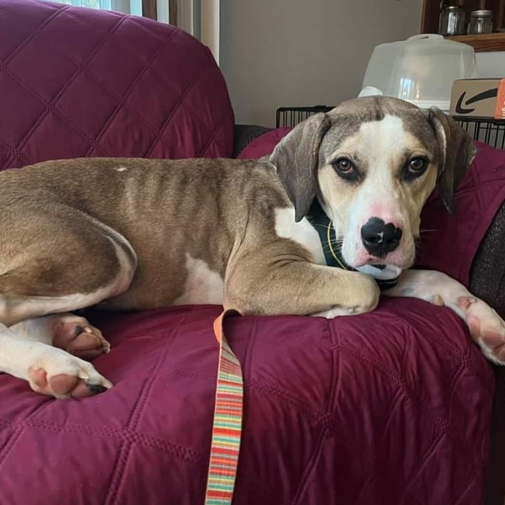 Caleigh has only been a Wisconsin girl for a few hours, but is already a Packer fan!  I mean.... Can you blame her?! 

Caleigh is about 2 years old, just under 60 pounds, and listed as a Bassett mix. Caleigh is good with dogs, kids, and passed her cat test today, although hasn't lived with cats before!

<a target='_blank' href='https://www.instagram.com/explore/tags/adoptdontshop/'>#adoptdontshop</a>
<a target='_blank' href='https://www.instagram.com/explore/tags/luckymuttswi/'>#luckymuttswi</a>
<a target='_blank' href='https://www.instagram.com/explore/tags/rescuedogsmke/'>#rescuedogsmke</a>
<a target='_blank' href='https://www.instagram.com/explore/tags/doglovers/'>#doglovers</a>
<a target='_blank' href='https://www.instagram.com/explore/tags/rescuedogsofinstagram/'>#rescuedogsofinstagram</a>
<a target='_blank' href='https://www.instagram.com/explore/tags/sweetpup/'>#sweetpup</a>
<a target='_blank' href='https://www.instagram.com/explore/tags/mke/'>#mke</a>
<a target='_blank' href='https://www.instagram.com/explore/tags/mkepup/'>#mkepup</a>
<a target='_blank' href='https://www.instagram.com/explore/tags/wisconsinrescue/'>#wisconsinrescue</a>
<a target='_blank' href='https://www.instagram.com/explore/tags/lovedogs/'>#lovedogs</a>
<a target='_blank' href='https://www.instagram.com/explore/tags/rescue/'>#rescue</a>
<a target='_blank' href='https://www.instagram.com/explore/tags/foster/'>#foster</a>
<a target='_blank' href='https://www.instagram.com/explore/tags/adopt/'>#adopt</a>
<a target='_blank' href='https://www.instagram.com/explore/tags/dogsofinstagram/'>#dogsofinstagram</a>
<a target='_blank' href='https://www.instagram.com/explore/tags/dogrescue/'>#dogrescue</a>
<a target='_blank' href='https://www.instagram.com/explore/tags/packerfan/'>#packerfan</a>
<a target='_blank' href='https://www.instagram.com/explore/tags/gopackgo/'>#gopackgo</a>
<a target='_blank' href='https://www.instagram.com/explore/tags/greenbaypackers/'>#greenbaypackers</a>
<a target='_blank' href='https://www.instagram.com/explore/tags/packers/'>#packers</a>
<a target='_blank' href='https://www.instagram.com/explore/tags/goodgirl/'>#goodgirl</a>