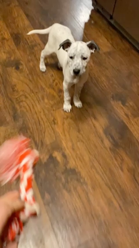 This little cutie, Richard, hasn’t received any Adoption Applications! He is around 10 weeks old and a Heeler mix. He is sooo much fun! Already loves to play ball and is doing great with potty training! Please email adoptions@nwkare.org for more info on adoption! <a target='_blank' href='https://www.instagram.com/explore/tags/whykare/'>#whykare</a> <a target='_blank' href='https://www.instagram.com/explore/tags/adoptdontshop/'>#adoptdontshop</a> <a target='_blank' href='https://www.instagram.com/explore/tags/puppylove/'>#puppylove</a>