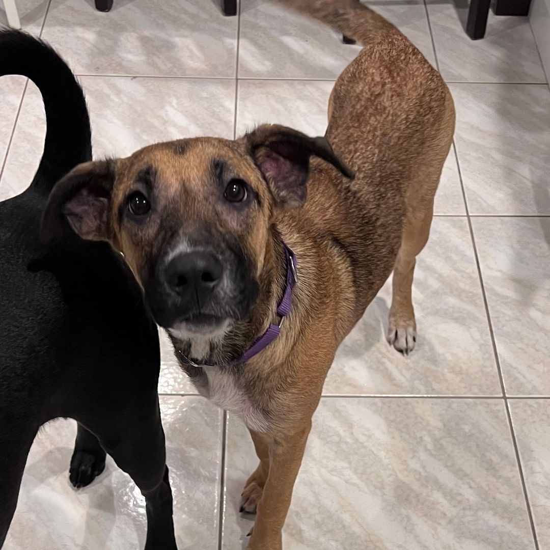 So much love to share! Harper is an approx 6-month-old, 40 lb house-trained Shepherd/Hound mix (best guess!) who is just the sweetest little girl. Her Long Island foster mom says, 