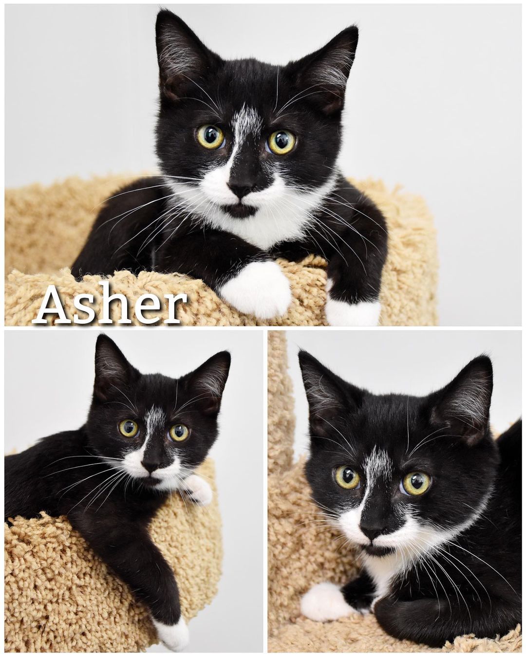 Update: Adopted 
Meet Asher!
Asher is a sweet, loving, and playful 3 month old kitten looking for his forever family! He likes to be pet, held, play, and get loved on by everyone he meets. Asher is ready to go home and hopes to meet his forever family very soon!

Asher is neutered, dewormed, up to date on vaccinations, and flea/tick/heartworm preventatives

Did you know kittens do better in pairs? We recommend adopting two instead of one and have a discounted adoption fee when doing so!

Asher’s adoption fee is $55 or $80 when adopted with another kitten! Additional $15 for microchip