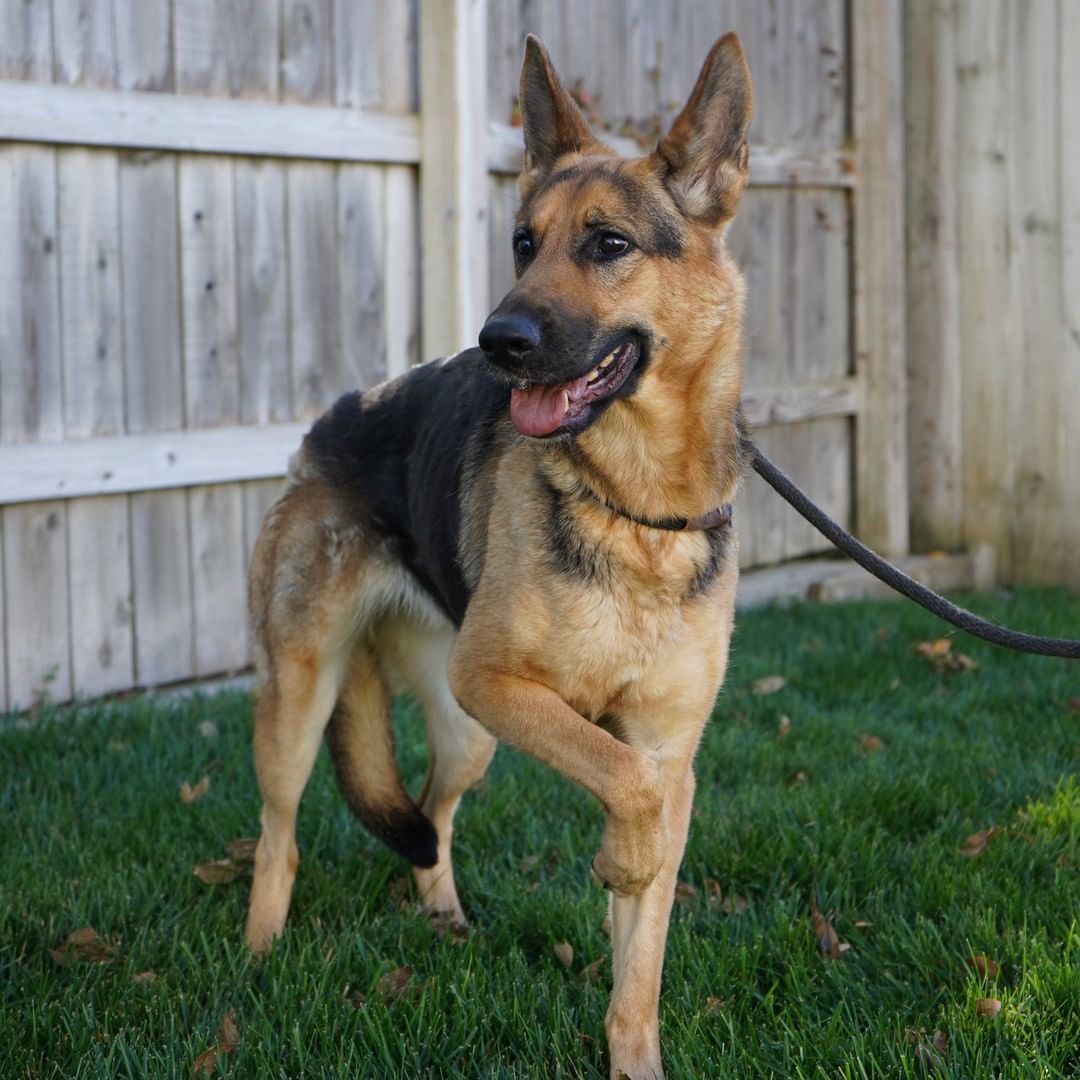 This beautiful German Shepherd is Athena and she's available for adoption! Athena is five years old, very smart, and does great on a leash. She's a sweetheart that would prefer to be the only dog in the home. This lovely lady is house trained, microchipped, up-to-date on her shots, and ready to find her furever home! To learn more or fill out an adoption application, check out our website.
<a target='_blank' href='https://www.instagram.com/explore/tags/FurEverHome/'>#FurEverHome</a> <a target='_blank' href='https://www.instagram.com/explore/tags/AdoptDontShop/'>#AdoptDontShop</a> <a target='_blank' href='https://www.instagram.com/explore/tags/GermanShepherd/'>#GermanShepherd</a>