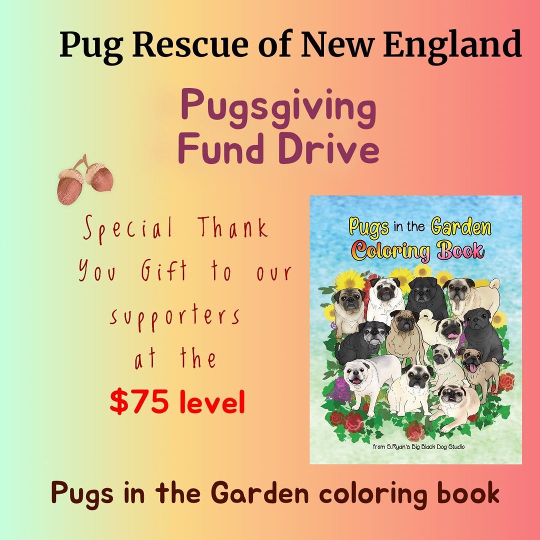 🤎🧡🤎Pugsgiving Fund Drive🤎🧡🤎
We have partnered with the amazing and talented Suzy Ryan @bigblackdogstudio for a Giving Tuesday Fund Drive! 
From now until Tuesday November 30th we will be offering very special gifts for monetary donations at 4 levels. Swipe left to see what your donation gets you beyond the knowledge that you will be helping us to fulfill our mission of Saving More Pugs. 
Venmo @PugRescueofNewEngland note Pugsgiving fund drive in your comment. 

https://venmo.com/u/PugRescueofNewEngland

<a target='_blank' href='https://www.instagram.com/explore/tags/adoptdontshop/'>#adoptdontshop</a> <a target='_blank' href='https://www.instagram.com/explore/tags/pugsgiving2021/'>#pugsgiving2021</a> <a target='_blank' href='https://www.instagram.com/explore/tags/fundraisingforrescue/'>#fundraisingforrescue</a> <a target='_blank' href='https://www.instagram.com/explore/tags/pugrescueofnewengland/'>#pugrescueofnewengland</a> <a target='_blank' href='https://www.instagram.com/explore/tags/savemorepugs/'>#savemorepugs</a>