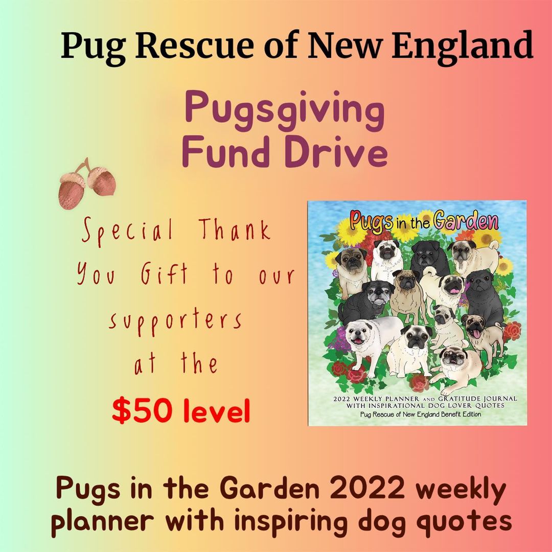 🤎🧡🤎Pugsgiving Fund Drive🤎🧡🤎
We have partnered with the amazing and talented Suzy Ryan @bigblackdogstudio for a Giving Tuesday Fund Drive! 
From now until Tuesday November 30th we will be offering very special gifts for monetary donations at 4 levels. Swipe left to see what your donation gets you beyond the knowledge that you will be helping us to fulfill our mission of Saving More Pugs. 
Venmo @PugRescueofNewEngland note Pugsgiving fund drive in your comment. 

https://venmo.com/u/PugRescueofNewEngland

<a target='_blank' href='https://www.instagram.com/explore/tags/adoptdontshop/'>#adoptdontshop</a> <a target='_blank' href='https://www.instagram.com/explore/tags/pugsgiving2021/'>#pugsgiving2021</a> <a target='_blank' href='https://www.instagram.com/explore/tags/fundraisingforrescue/'>#fundraisingforrescue</a> <a target='_blank' href='https://www.instagram.com/explore/tags/pugrescueofnewengland/'>#pugrescueofnewengland</a> <a target='_blank' href='https://www.instagram.com/explore/tags/savemorepugs/'>#savemorepugs</a>