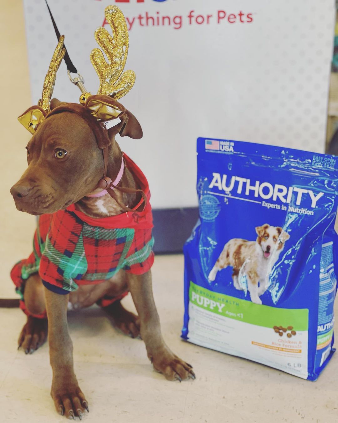 ADOPTED!! Bella is still available. She has had a lot of looks but no commitment. People have mentioned that Bella looks bigger in pictures, so here she is posed beside a 6 lb bag of dog food😊 Bella is a 5 month old, 18 lb pitty mix with a mellow, sweet personality💖 If interested in adopting Bella, please send us a message or email us at frankiegone2dogs@aol.com <a target='_blank' href='https://www.instagram.com/explore/tags/adoptdontshop/'>#adoptdontshop</a> <a target='_blank' href='https://www.instagram.com/explore/tags/rescue/'>#rescue</a> <a target='_blank' href='https://www.instagram.com/explore/tags/foster/'>#foster</a> <a target='_blank' href='https://www.instagram.com/explore/tags/volunteer/'>#volunteer</a> <a target='_blank' href='https://www.instagram.com/explore/tags/juniorhumanesociety/'>#juniorhumanesociety</a> <a target='_blank' href='https://www.instagram.com/explore/tags/puppylove/'>#puppylove</a> <a target='_blank' href='https://www.instagram.com/explore/tags/puppiesofinstagram/'>#puppiesofinstagram</a> <a target='_blank' href='https://www.instagram.com/explore/tags/pensacola/'>#pensacola</a>