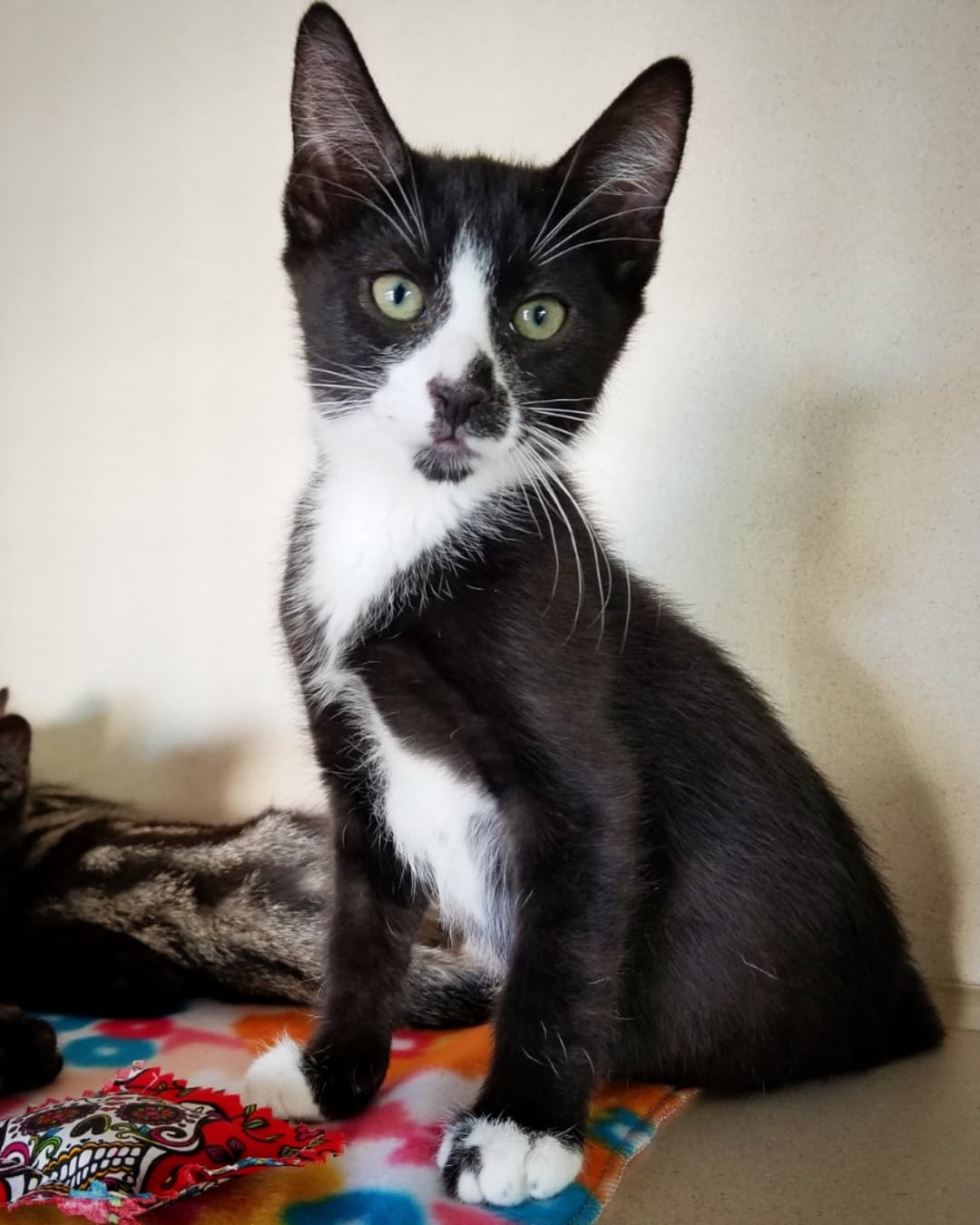 😻 Meet the sweet purrbabies who are in our PETCO Cat Lounge this week 🐱🐈

1️⃣ Bootstrap the tuxie male kitten 
2️⃣ Sparrow the female tabby kitten 
3️⃣ Blackbeard the male baby panther 
4️⃣ Calypso the female panther 
5️⃣ Seymore the male grey tabby kitten 
6️⃣ Belladonna the female baby panther 
7️⃣ Sooni the female tuxie 
8️⃣ Morley the male ginger kitten 
9️⃣ Foxy Loxy the female ginger kitten 
🔟 Ori the female tuxie 

You're invited to come in and interact with these cats and kittens in a comfy cage free living room environment. 
It's a great way to get to know their individual purrsonalities and see who's the best fit for your home 🐾💝🏡

Located inside PETCO Metro 2784 W Peoria Ave in Phoenix. 
Hours: 5:30-7:00pm Monday-Saturday and 5-6:30pm on Sundays. 

If you would like more information about adopting any of these sweethearts just send us an email at: allaboutanimalsaz@gmail.com 

<a target='_blank' href='https://www.instagram.com/explore/tags/allaboutanimalsrescueaz/'>#allaboutanimalsrescueaz</a> <a target='_blank' href='https://www.instagram.com/explore/tags/savealife/'>#savealife</a> <a target='_blank' href='https://www.instagram.com/explore/tags/compassioninaction/'>#compassioninaction</a> <a target='_blank' href='https://www.instagram.com/explore/tags/adoptdontshop/'>#adoptdontshop</a> <a target='_blank' href='https://www.instagram.com/explore/tags/rescuedismyfavoritebreed/'>#rescuedismyfavoritebreed</a> <a target='_blank' href='https://www.instagram.com/explore/tags/rescuefosteradopt/'>#rescuefosteradopt</a> <a target='_blank' href='https://www.instagram.com/explore/tags/fosteringsaveslives/'>#fosteringsaveslives</a> <a target='_blank' href='https://www.instagram.com/explore/tags/thinkadoptionfirst/'>#thinkadoptionfirst</a> <a target='_blank' href='https://www.instagram.com/explore/tags/lovechangeseverything/'>#lovechangeseverything</a> <a target='_blank' href='https://www.instagram.com/explore/tags/allyouneedislove/'>#allyouneedislove</a> <a target='_blank' href='https://www.instagram.com/explore/tags/petcocatlounge/'>#petcocatlounge</a> <a target='_blank' href='https://www.instagram.com/explore/tags/felinetherapy/'>#felinetherapy</a> <a target='_blank' href='https://www.instagram.com/explore/tags/mynewbestfriend/'>#mynewbestfriend</a> <a target='_blank' href='https://www.instagram.com/explore/tags/adoptacat/'>#adoptacat</a> <a target='_blank' href='https://www.instagram.com/explore/tags/adoptakitten/'>#adoptakitten</a> <a target='_blank' href='https://www.instagram.com/explore/tags/catadoptionphoenix/'>#catadoptionphoenix</a> <a target='_blank' href='https://www.instagram.com/explore/tags/purrfection/'>#purrfection</a> <a target='_blank' href='https://www.instagram.com/explore/tags/purrbaby/'>#purrbaby</a> <a target='_blank' href='https://www.instagram.com/explore/tags/rescuecatsrock/'>#rescuecatsrock</a> <a target='_blank' href='https://www.instagram.com/explore/tags/gato/'>#gato</a> <a target='_blank' href='https://www.instagram.com/explore/tags/gatito/'>#gatito</a> <a target='_blank' href='https://www.instagram.com/explore/tags/cuddlebuddy/'>#cuddlebuddy</a> <a target='_blank' href='https://www.instagram.com/explore/tags/felinefun/'>#felinefun</a> <a target='_blank' href='https://www.instagram.com/explore/tags/cutekittens/'>#cutekittens</a> <a target='_blank' href='https://www.instagram.com/explore/tags/kittenadoptionphoenix/'>#kittenadoptionphoenix</a> <a target='_blank' href='https://www.instagram.com/explore/tags/openyourhearttoarescuecat/'>#openyourhearttoarescuecat</a> <a target='_blank' href='https://www.instagram.com/explore/tags/adoptatuxie/'>#adoptatuxie</a> <a target='_blank' href='https://www.instagram.com/explore/tags/adoptagingerkitten/'>#adoptagingerkitten</a> <a target='_blank' href='https://www.instagram.com/explore/tags/adoptablackkitten/'>#adoptablackkitten</a> <a target='_blank' href='https://www.instagram.com/explore/tags/tabbykittens/'>#tabbykittens</a>