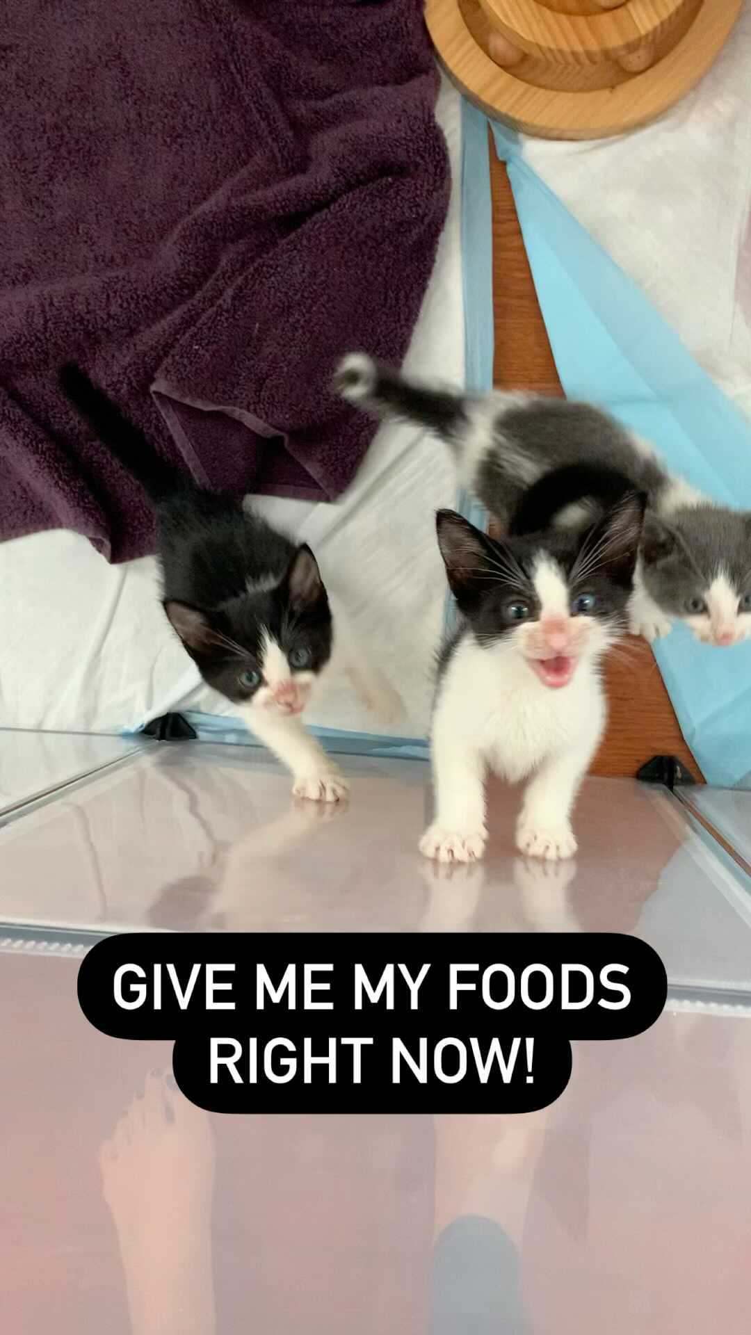 “We haven’t eated since the last time we eated 😢”

<a target='_blank' href='https://www.instagram.com/explore/tags/kittens/'>#kittens</a> <a target='_blank' href='https://www.instagram.com/explore/tags/kittenlife/'>#kittenlife</a> <a target='_blank' href='https://www.instagram.com/explore/tags/kittensofig/'>#kittensofig</a> <a target='_blank' href='https://www.instagram.com/explore/tags/rescuekittens/'>#rescuekittens</a> <a target='_blank' href='https://www.instagram.com/explore/tags/adoptdontshop/'>#adoptdontshop</a>❤️ <a target='_blank' href='https://www.instagram.com/explore/tags/catso/'>#catso</a>ﬁnstagram <a target='_blank' href='https://www.instagram.com/explore/tags/kittensdaily/'>#kittensdaily</a>