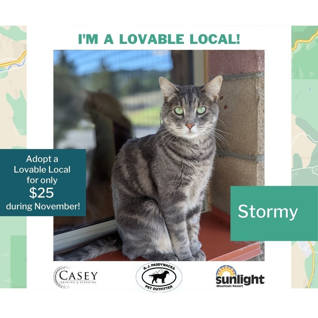 Stormy is a lovable local who is sponsored with a $25 adoption fee! There are only two more weeks left for this adoption event so what are you waiting for?! She has been here for 101 days and she is almost always the first to greet you when you walk into the cat room. She has even jumped into pet carriers meant for other cats that were getting adopted. 😢
She needs a little adjustment period to get accustomed to her new surroundings but once she gets used to things, she’s a social and confident young lady. Check out her profile on our website or call us for more information about Stormy!
<a target='_blank' href='https://www.instagram.com/explore/tags/ColoradoAnimalRescue/'>#ColoradoAnimalRescue</a> <a target='_blank' href='https://www.instagram.com/explore/tags/AnimalRescue/'>#AnimalRescue</a> <a target='_blank' href='https://www.instagram.com/explore/tags/adoptablepet/'>#adoptablepet</a> <a target='_blank' href='https://www.instagram.com/explore/tags/adoptdontshop/'>#adoptdontshop</a> <a target='_blank' href='https://www.instagram.com/explore/tags/adoptablecat/'>#adoptablecat</a>