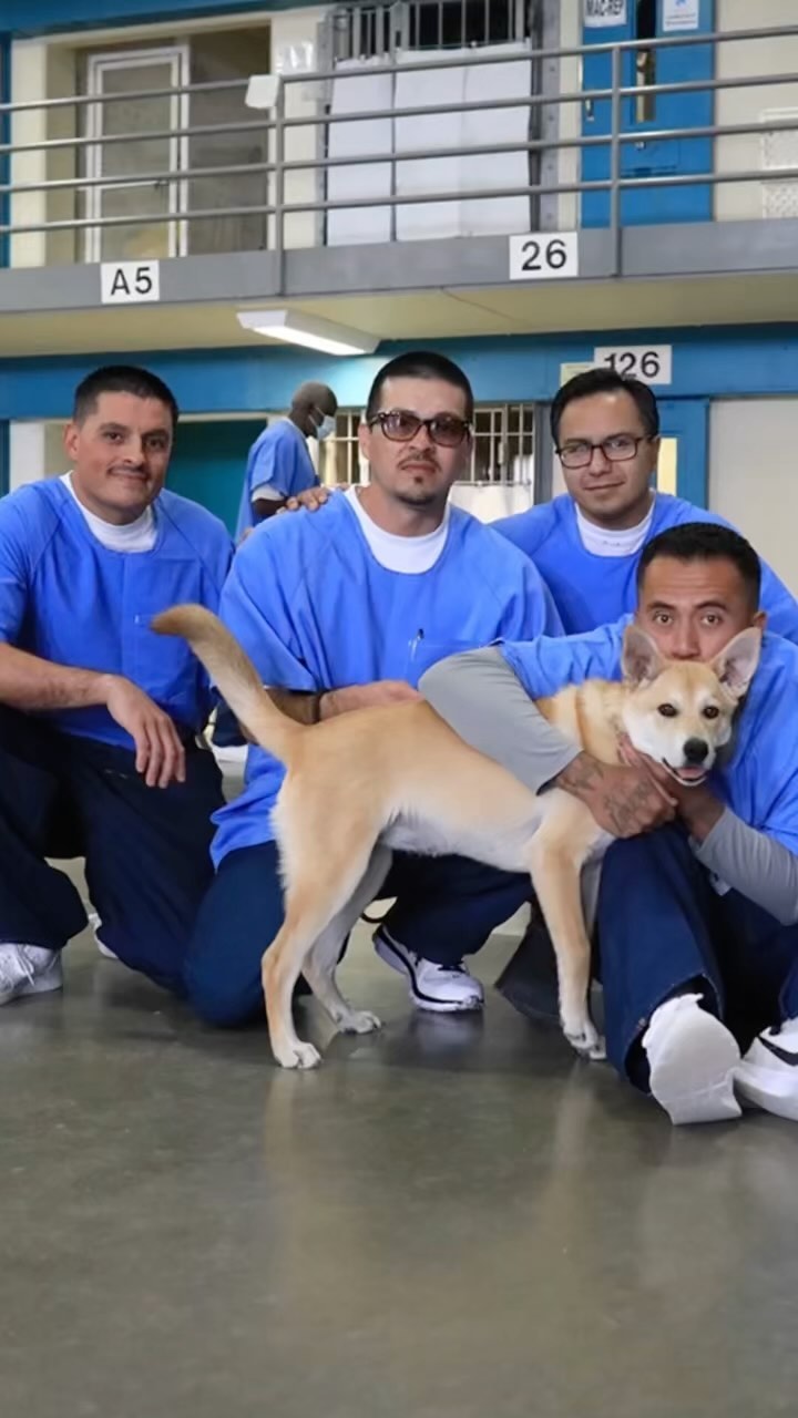 SHELTER DOGS IN PRISON 

“Timber is doing so well. It's clear how much love and care the guys gave her. She's settled really well into being back at home and was SO happy to see her chihuahua brother. We are working on her training every day, of course, to keep it solid. She's also learned shake since she's been home.“ - @stewartgem 

Timber was adopted from the South LA Animal shelter back in August 🤎 and then attended 6 weeks of free training with us in our Prison Training Program ! 

Our People & Pet Innovation Center is now open to ALL! Free dog training classes for you and your best friend (no matter where you got your dog!). Link in bio to sign up for a session! 

 <a target='_blank' href='https://www.instagram.com/explore/tags/A1994832/'>#A1994832</a> <a target='_blank' href='https://www.instagram.com/explore/tags/shelterdogs/'>#shelterdogs</a>  <a target='_blank' href='https://www.instagram.com/explore/tags/prisontrainingprogram/'>#prisontrainingprogram</a>  <a target='_blank' href='https://www.instagram.com/explore/tags/shelterdogsofinstagram/'>#shelterdogsofinstagram</a> <a target='_blank' href='https://www.instagram.com/explore/tags/lashelterdog/'>#lashelterdog</a> <a target='_blank' href='https://www.instagram.com/explore/tags/ladogrescue/'>#ladogrescue</a> <a target='_blank' href='https://www.instagram.com/explore/tags/savinglovesoneverylevel/'>#savinglovesoneverylevel</a> <a target='_blank' href='https://www.instagram.com/explore/tags/scoredattheshelter/'>#scoredattheshelter</a> <a target='_blank' href='https://www.instagram.com/explore/tags/makingamends/'>#makingamends</a>