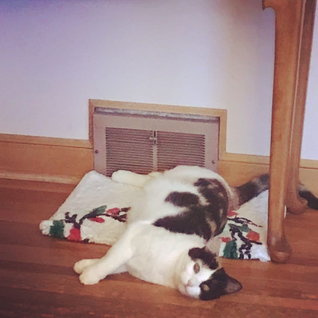 As the first snow falls, Pet Haven Alum, CeeCee, has found the purrfect spot for winter. ❄️