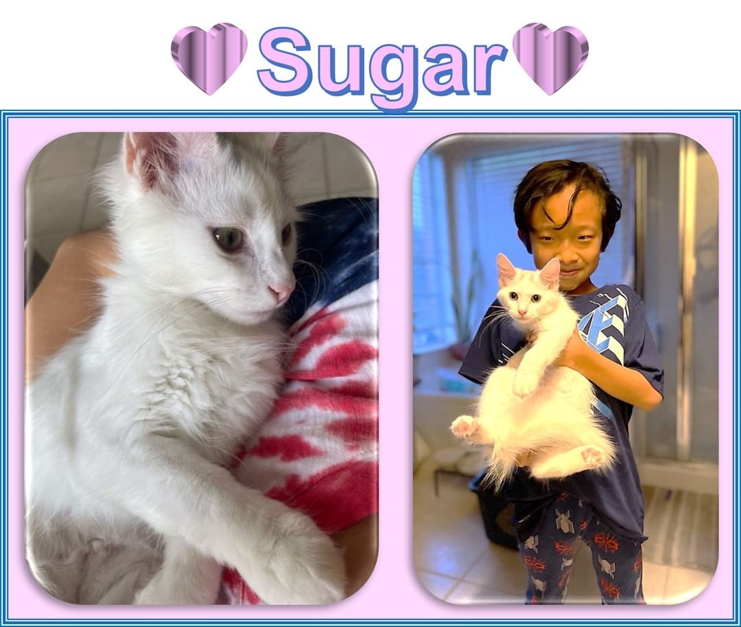 💖🏡💖Forever Home Update:  Fluffy and sweet Sugar is now four months old. Her adopters say, 