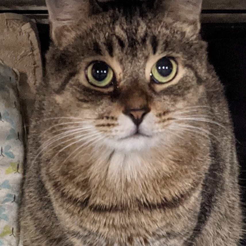 Good morning from cutie Hansel! Hansel has been at Ollie's Place since he was little. This loving, sweet-faced little guy is looking for his forever home. Come meet him today! 🐻

🕓 Hours:
M-F: 6-8pm
Weekends: 12-5pm
😺❤️ 

For donations:
Amazon Wish List:
https://www.amazon.com/hz/wishlist/ls/31R89PFPJOXUJ

Chewy Wish List:
https://www.chewy.com/g/mighty-muttsollies-place_b86125704

Venmo:
@MightyMutts 

Or call our local pet shop 'Whiskers' to donate to the Ollie's account: (212) 979-2532

<a target='_blank' href='https://www.instagram.com/explore/tags/olliesplace/'>#olliesplace</a> <a target='_blank' href='https://www.instagram.com/explore/tags/mightymutts/'>#mightymutts</a> <a target='_blank' href='https://www.instagram.com/explore/tags/adoptdontshop/'>#adoptdontshop</a> <a target='_blank' href='https://www.instagram.com/explore/tags/adorable/'>#adorable</a> <a target='_blank' href='https://www.instagram.com/explore/tags/purrfect/'>#purrfect</a> <a target='_blank' href='https://www.instagram.com/explore/tags/catsofinstagram/'>#catsofinstagram</a> <a target='_blank' href='https://www.instagram.com/explore/tags/cats_of_instagram/'>#cats_of_instagram</a> <a target='_blank' href='https://www.instagram.com/explore/tags/catstagram/'>#catstagram</a> <a target='_blank' href='https://www.instagram.com/explore/tags/catsofinstagram/'>#catsofinstagram</a> <a target='_blank' href='https://www.instagram.com/explore/tags/photooftheday/'>#photooftheday</a> <a target='_blank' href='https://www.instagram.com/explore/tags/catoftheday/'>#catoftheday</a> <a target='_blank' href='https://www.instagram.com/explore/tags/adoptable/'>#adoptable</a> <a target='_blank' href='https://www.instagram.com/explore/tags/eastvillage/'>#eastvillage</a> <a target='_blank' href='https://www.instagram.com/explore/tags/nyc/'>#nyc</a>  <a target='_blank' href='https://www.instagram.com/explore/tags/newyorkcity/'>#newyorkcity</a> <a target='_blank' href='https://www.instagram.com/explore/tags/cute/'>#cute</a>