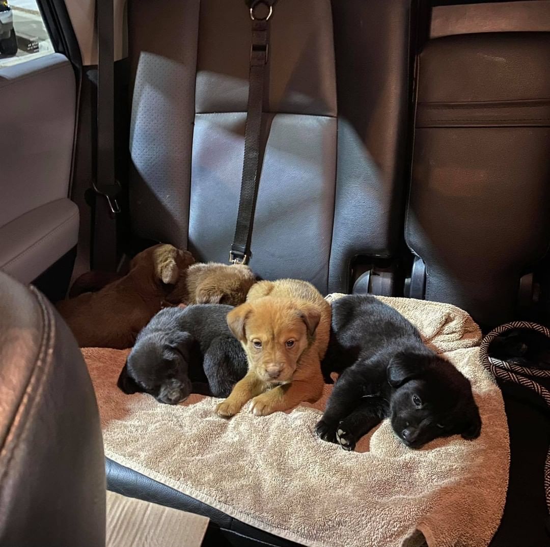 We did a last minute, pre freeze warning save last night! 🐾 🚗 ❄️ 

These pups, who had been living outside, got to their foster home just before temps dropped last night! Thank goodness!!! 

There’s 7 total… 2 boys, 5 girls. But only 5 pictured because the other two were being held ❤️ They’ll be seen by our vet first thing this week, and we’ll update with their names ASAP! The most important thing is they’re now safe and warm 🥰 

We have soooo many puppies right now! Which is wonderful, but also quite expensive!! If you’d be open to donating towards their care, or even sending some puppy supplies for their fosters via our Amazon wish list, we’d be FOREVER grateful!! We’ll post the links for both below!! 

For everyone wondering, mom & dad will be staying with the owners, but we ARE going to make sure they’re vetted and spayed/neutered 🐶 💉 🐶

HERE’S HOW YOU CAN HELP❣️

See our Amazon wish list using this link! —> https://a.co/axztcX4

🐶Visit https://releashatlanta.com/ and click the red donate button for a one time donation 

🐶PayPal releashatlanta@gmail.com (if paypal says session inactive - log out and log back in!)

🐶Venmo @releashatlanta 

🐶Click 