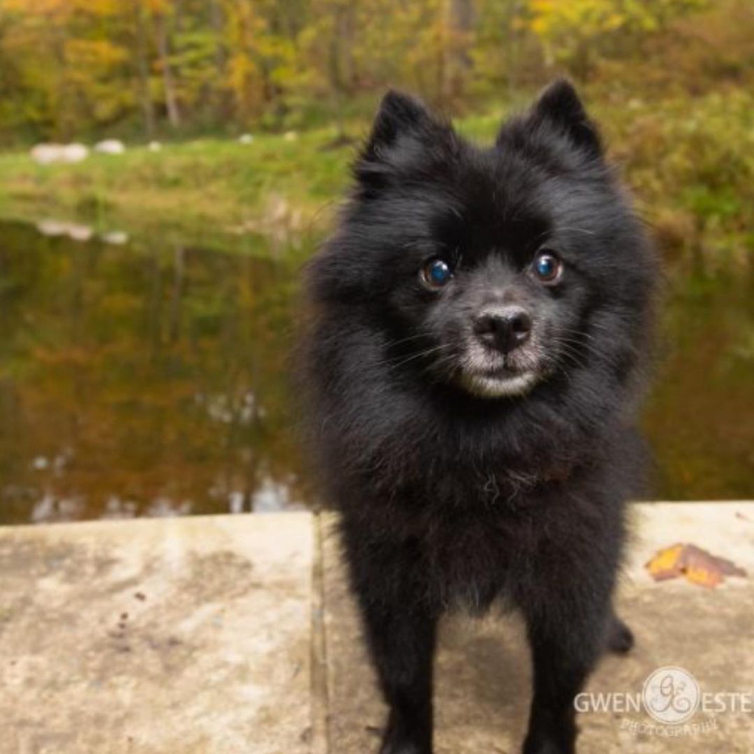 Meet Lupin

Hi, my name is Lupin and while everyone believes I am a tiny werewolf, I really am just an adorable Pomeranian. I was picked up as a stray, they found my owner, but they decided to not come get me. What gives? I am an older guy, but you would NEVER know it! I love to do little pommy jumps on my back legs to get your attention. I am a very good boy and love everyone I meet. Kid? Cats? Other dogs? Chickens? I’m good! I still like to play some and love to chase stuffed toys. I also LOVE dog beds, but will happily sleep in my crate when needed. 

I wasn’t neutered until recently, so while I am housebroken, as a precaution my foster mom had me wear a belly band to make sure I don’t have accidents. I ironically love my belly bands and will wiggle all over while you put them on. I only need to wear them when I am out of the crate and not being watched, otherwise I am a perfect gentleman.  <a target='_blank' href='https://www.instagram.com/explore/tags/miamivalleypitcrew/'>#miamivalleypitcrew</a> <a target='_blank' href='https://www.instagram.com/explore/tags/dog/'>#dog</a> <a target='_blank' href='https://www.instagram.com/explore/tags/dogsofinstagram/'>#dogsofinstagram</a> <a target='_blank' href='https://www.instagram.com/explore/tags/dogs/'>#dogs</a> <a target='_blank' href='https://www.instagram.com/explore/tags/dogmom/'>#dogmom</a> <a target='_blank' href='https://www.instagram.com/explore/tags/doglover/'>#doglover</a> <a target='_blank' href='https://www.instagram.com/explore/tags/doglife/'>#doglife</a> <a target='_blank' href='https://www.instagram.com/explore/tags/dogoftheday/'>#dogoftheday</a> <a target='_blank' href='https://www.instagram.com/explore/tags/doglovers/'>#doglovers</a> <a target='_blank' href='https://www.instagram.com/explore/tags/doglove/'>#doglove</a> <a target='_blank' href='https://www.instagram.com/explore/tags/dogslife/'>#dogslife</a> <a target='_blank' href='https://www.instagram.com/explore/tags/dogsofinsta/'>#dogsofinsta</a> <a target='_blank' href='https://www.instagram.com/explore/tags/dogs/'>#dogs</a> <a target='_blank' href='https://www.instagram.com/explore/tags/dogslife/'>#dogslife</a> <a target='_blank' href='https://www.instagram.com/explore/tags/dogsdaily/'>#dogsdaily</a> <a target='_blank' href='https://www.instagram.com/explore/tags/adoption/'>#adoption</a> <a target='_blank' href='https://www.instagram.com/explore/tags/adoptables/'>#adoptables</a> <a target='_blank' href='https://www.instagram.com/explore/tags/rescuedog/'>#rescuedog</a> <a target='_blank' href='https://www.instagram.com/explore/tags/rescue/'>#rescue</a> 

I also had a dental and am good as new! I really am the nicest guy, so if you are looking for a sweet companion who will take a walk with you, then snooze the afternoon away, I am your guy!