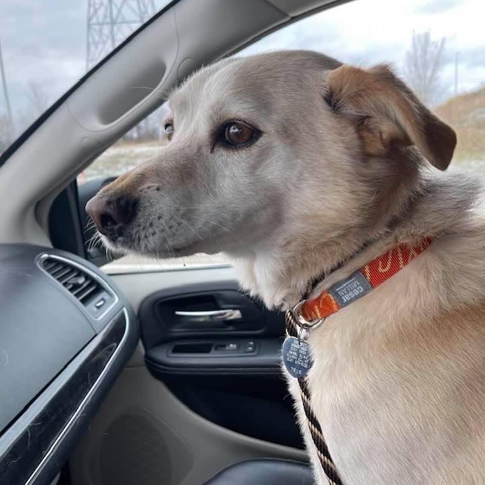 Today’s transport included 8 dogs, 8 puppies, 2 cats, and 2 kittens. All of the dogs had quite the climate shock, but the snow was very exciting to most! ❄️🐶❄️ Thanks to everyone who made this possible: advocates and fosters in Kentucky, our amazing drivers Laurel and Barb, and our fosters here! Can’t wait to see how all these angels blossom!

<a target='_blank' href='https://www.instagram.com/explore/tags/Adoptdontshop/'>#Adoptdontshop</a> <a target='_blank' href='https://www.instagram.com/explore/tags/redemptionroadrescue/'>#redemptionroadrescue</a> <a target='_blank' href='https://www.instagram.com/explore/tags/redemptionroadmn/'>#redemptionroadmn</a> <a target='_blank' href='https://www.instagram.com/explore/tags/kittens/'>#kittens</a> <a target='_blank' href='https://www.instagram.com/explore/tags/kittensofinstagram/'>#kittensofinstagram</a> <a target='_blank' href='https://www.instagram.com/explore/tags/minneapoliskitty/'>#minneapoliskitty</a> <a target='_blank' href='https://www.instagram.com/explore/tags/rescuedismyfavoritebreed/'>#rescuedismyfavoritebreed</a> <a target='_blank' href='https://www.instagram.com/explore/tags/minnesotakittens/'>#minnesotakittens</a> <a target='_blank' href='https://www.instagram.com/explore/tags/rescuekitten/'>#rescuekitten</a> <a target='_blank' href='https://www.instagram.com/explore/tags/adoptedkitten/'>#adoptedkitten</a> <a target='_blank' href='https://www.instagram.com/explore/tags/Adoptdontshop/'>#Adoptdontshop</a> <a target='_blank' href='https://www.instagram.com/explore/tags/redemptionroadrescue/'>#redemptionroadrescue</a> <a target='_blank' href='https://www.instagram.com/explore/tags/redemptionroadmn/'>#redemptionroadmn</a> <a target='_blank' href='https://www.instagram.com/explore/tags/puppies/'>#puppies</a> <a target='_blank' href='https://www.instagram.com/explore/tags/dogsofinstagram/'>#dogsofinstagram</a> <a target='_blank' href='https://www.instagram.com/explore/tags/minneapolisdog/'>#minneapolisdog</a> <a target='_blank' href='https://www.instagram.com/explore/tags/rescuedismyfavoritebreed/'>#rescuedismyfavoritebreed</a> <a target='_blank' href='https://www.instagram.com/explore/tags/minnesotadogs/'>#minnesotadogs</a> <a target='_blank' href='https://www.instagram.com/explore/tags/rescuepup/'>#rescuepup</a> <a target='_blank' href='https://www.instagram.com/explore/tags/adopteddog/'>#adopteddog</a>