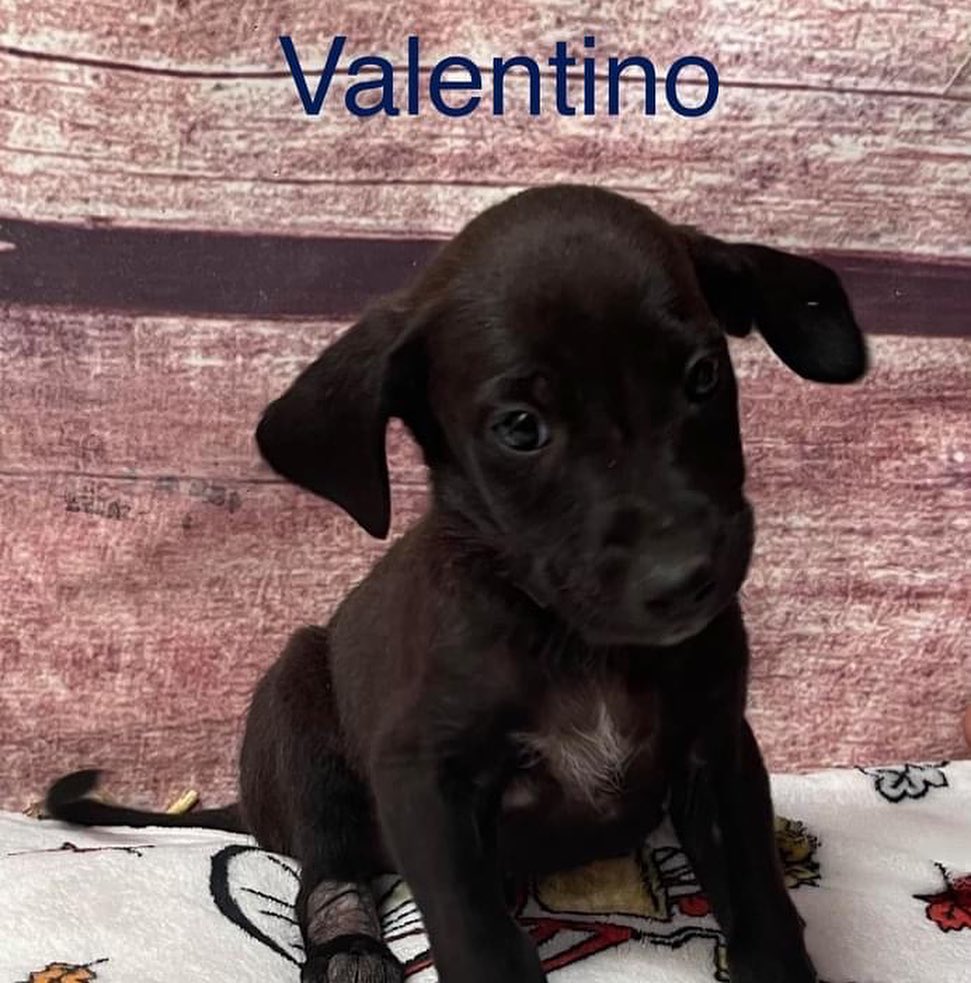 Have you ever wanted to own a designer product? Well here’s our twist! ”Designer” puppies ❤️ 

Our newest litter of puppies are named after famous designers and are here to steal your hearts 🥰 
 

<a target='_blank' href='https://www.instagram.com/explore/tags/cyprescue/'>#cyprescue</a> <a target='_blank' href='https://www.instagram.com/explore/tags/crossyourpaws/'>#crossyourpaws</a> <a target='_blank' href='https://www.instagram.com/explore/tags/crossyourpawsrescue/'>#crossyourpawsrescue</a> <a target='_blank' href='https://www.instagram.com/explore/tags/rescue/'>#rescue</a>  <a target='_blank' href='https://www.instagram.com/explore/tags/muttsofinstagram/'>#muttsofinstagram</a> <a target='_blank' href='https://www.instagram.com/explore/tags/dogsofinstagram/'>#dogsofinstagram</a> <a target='_blank' href='https://www.instagram.com/explore/tags/dogsofinsta/'>#dogsofinsta</a> <a target='_blank' href='https://www.instagram.com/explore/tags/instadog/'>#instadog</a> <a target='_blank' href='https://www.instagram.com/explore/tags/instagramdogs/'>#instagramdogs</a> <a target='_blank' href='https://www.instagram.com/explore/tags/rescuedogsofinstagram/'>#rescuedogsofinstagram</a> <a target='_blank' href='https://www.instagram.com/explore/tags/adoptdontshop/'>#adoptdontshop</a> <a target='_blank' href='https://www.instagram.com/explore/tags/dogsofpittsburgh/'>#dogsofpittsburgh</a> <a target='_blank' href='https://www.instagram.com/explore/tags/pittsburghdogs/'>#pittsburghdogs</a> <a target='_blank' href='https://www.instagram.com/explore/tags/rescuedog/'>#rescuedog</a> <a target='_blank' href='https://www.instagram.com/explore/tags/spayandneuter/'>#spayandneuter</a> <a target='_blank' href='https://www.instagram.com/explore/tags/fosteringsaveslives/'>#fosteringsaveslives</a> <a target='_blank' href='https://www.instagram.com/explore/tags/rescuedismyfavoritebreed/'>#rescuedismyfavoritebreed</a> <a target='_blank' href='https://www.instagram.com/explore/tags/puppiesofinstagram/'>#puppiesofinstagram</a> <a target='_blank' href='https://www.instagram.com/explore/tags/puppiesofinsta/'>#puppiesofinsta</a> <a target='_blank' href='https://www.instagram.com/explore/tags/puppiesofig/'>#puppiesofig</a> <a target='_blank' href='https://www.instagram.com/explore/tags/chanel/'>#chanel</a> <a target='_blank' href='https://www.instagram.com/explore/tags/coach/'>#coach</a> <a target='_blank' href='https://www.instagram.com/explore/tags/gucci/'>#gucci</a> <a target='_blank' href='https://www.instagram.com/explore/tags/armani/'>#armani</a> <a target='_blank' href='https://www.instagram.com/explore/tags/michaelkors/'>#michaelkors</a> <a target='_blank' href='https://www.instagram.com/explore/tags/dior/'>#dior</a> <a target='_blank' href='https://www.instagram.com/explore/tags/valentino/'>#valentino</a> <a target='_blank' href='https://www.instagram.com/explore/tags/designer/'>#designer</a> <a target='_blank' href='https://www.instagram.com/explore/tags/designerfashion/'>#designerfashion</a> <a target='_blank' href='https://www.instagram.com/explore/tags/designerdogs/'>#designerdogs</a>