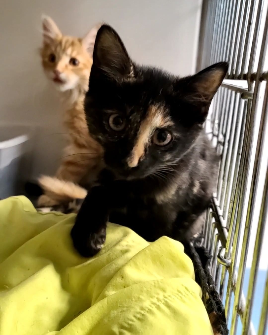 Did you think Nacho was adorable? Well then, meet his siblings Cheddar (Long hair), Colby, & their sister Brie (Torti)! They're all available for their forever homes!

All of our cats are spayed/neutered, tested for FIV/FeLV, flea treated, dewormed, and have had their age appropriate vaccines.