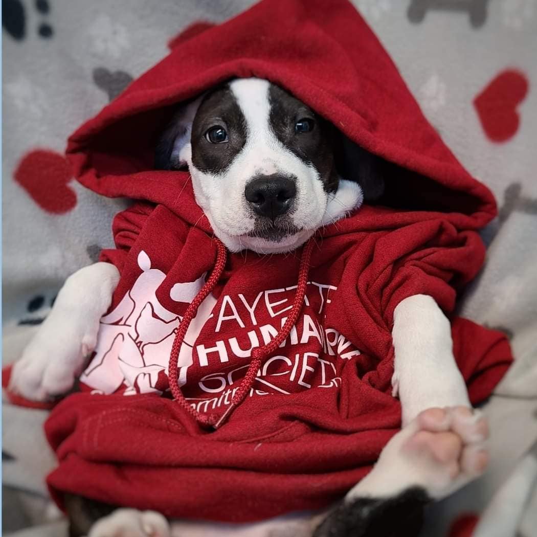 Show the world you care! Our hoodies are great-looking, warm, and tell the world that you care about animals. They come in three colors and sizes adult small to 4X. Look great and help animals!

Click/tap below to order:
tinyurl.com/r5fh59w5