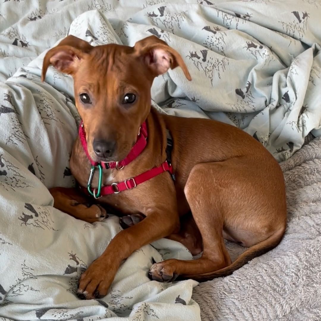 Jiggy, Royal, Akiles, Spot, Sasha, Phoebe, Amos, Sonny, and Skeeter are just a few of our adoptable dogs you can meet during open adoption hours today, Saturday from 12-3pm. 

Vela, Simon, and Fender who we have featured in previous posts, and have their adoption fees wavied, are also going to be here! 

You can also adopt cats, rabbits, guinea pigs, pigeons, and a pig! Check out the Adoptable Pets link in our bio to see them all.

<a target='_blank' href='https://www.instagram.com/explore/tags/adopt/'>#adopt</a> <a target='_blank' href='https://www.instagram.com/explore/tags/adoption/'>#adoption</a> <a target='_blank' href='https://www.instagram.com/explore/tags/adoptdontshop/'>#adoptdontshop</a>  <a target='_blank' href='https://www.instagram.com/explore/tags/shelterdogs/'>#shelterdogs</a> <a target='_blank' href='https://www.instagram.com/explore/tags/adoptashelterdog/'>#adoptashelterdog</a> <a target='_blank' href='https://www.instagram.com/explore/tags/adoptashelterpet/'>#adoptashelterpet</a> <a target='_blank' href='https://www.instagram.com/explore/tags/weeklyfluff/'>#weeklyfluff</a> <a target='_blank' href='https://www.instagram.com/explore/tags/pibble/'>#pibble</a> <a target='_blank' href='https://www.instagram.com/explore/tags/pibblesofinstagram/'>#pibblesofinstagram</a> <a target='_blank' href='https://www.instagram.com/explore/tags/pittie/'>#pittie</a> <a target='_blank' href='https://www.instagram.com/explore/tags/pittielove/'>#pittielove</a> <a target='_blank' href='https://www.instagram.com/explore/tags/puppies/'>#puppies</a> <a target='_blank' href='https://www.instagram.com/explore/tags/germanshepherd/'>#germanshepherd</a> <a target='_blank' href='https://www.instagram.com/explore/tags/doberman/'>#doberman</a> <a target='_blank' href='https://www.instagram.com/explore/tags/shepherd/'>#shepherd</a> <a target='_blank' href='https://www.instagram.com/explore/tags/fosteringsaveslives/'>#fosteringsaveslives</a> <a target='_blank' href='https://www.instagram.com/explore/tags/adoptaseniordog/'>#adoptaseniordog</a> <a target='_blank' href='https://www.instagram.com/explore/tags/bayareapets/'>#bayareapets</a> <a target='_blank' href='https://www.instagram.com/explore/tags/eastbay/'>#eastbay</a> <a target='_blank' href='https://www.instagram.com/explore/tags/oakland/'>#oakland</a> <a target='_blank' href='https://www.instagram.com/explore/tags/oaklandcalifornia/'>#oaklandcalifornia</a> <a target='_blank' href='https://www.instagram.com/explore/tags/adoptoakland/'>#adoptoakland</a> <a target='_blank' href='https://www.instagram.com/explore/tags/oaklanddogs/'>#oaklanddogs</a> <a target='_blank' href='https://www.instagram.com/explore/tags/oaklandanimalservices/'>#oaklandanimalservices</a>