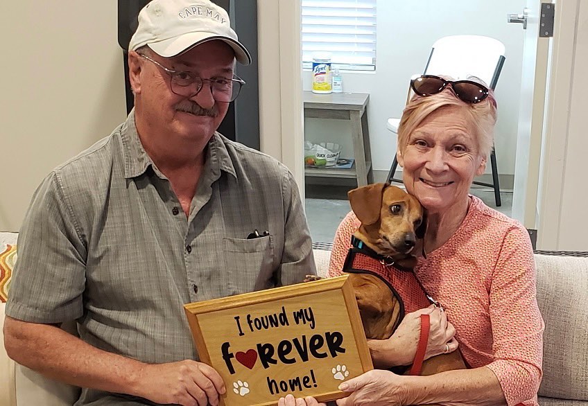 Wienerschnitzel found his forever home today, with a family who has had dogs like him for 30+ years! <a target='_blank' href='https://www.instagram.com/explore/tags/fflgilbert/'>#fflgilbert</a> <a target='_blank' href='https://www.instagram.com/explore/tags/adoptlove/'>#adoptlove</a>