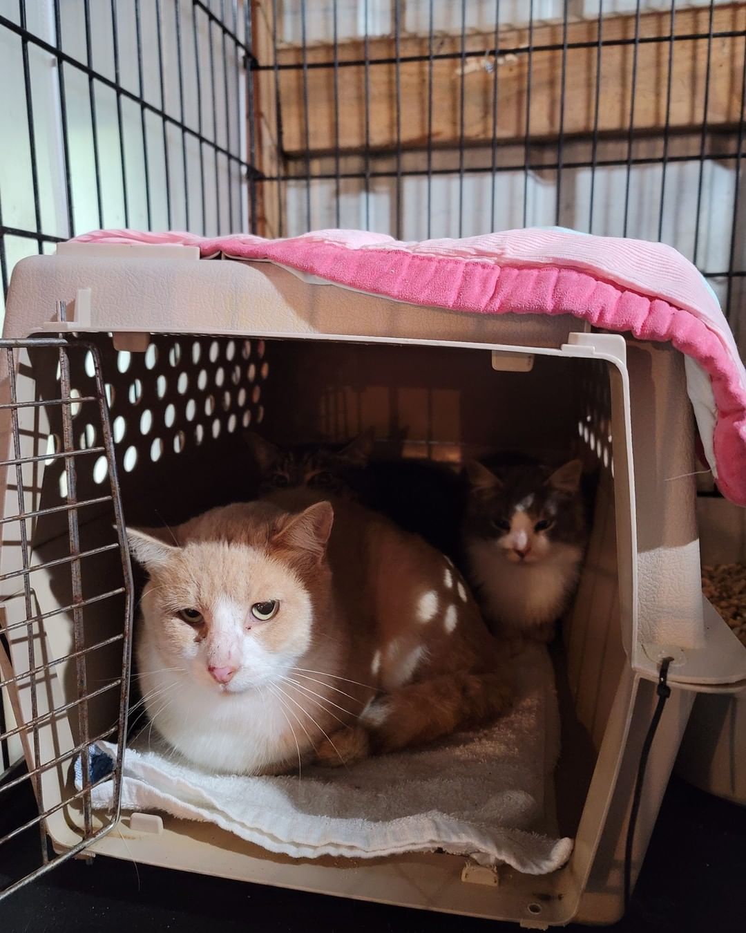 So far 7 more captured, including the one eyed siamese! Again everyone is friendly and very sweet.  Hopefully these too can be transferred to Seattle this week. We already have the next place waiting with about 13.