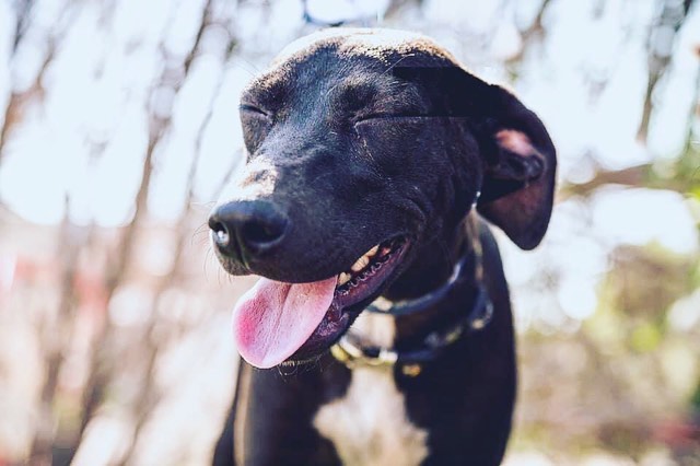 A smile that'll melt your heart, meet our girl Karai! Karai is a sweet and incredibly loving 9 month old pup who weighs 30lbs. She loves nothing more than to climb into your lap and snuggle. She would LOVE having a doggy friend to bond with and help show her the ropes. She loves to snuggle close with her foster sibling after a round of play. She is treat motivated and picks up training quickly. She knows 