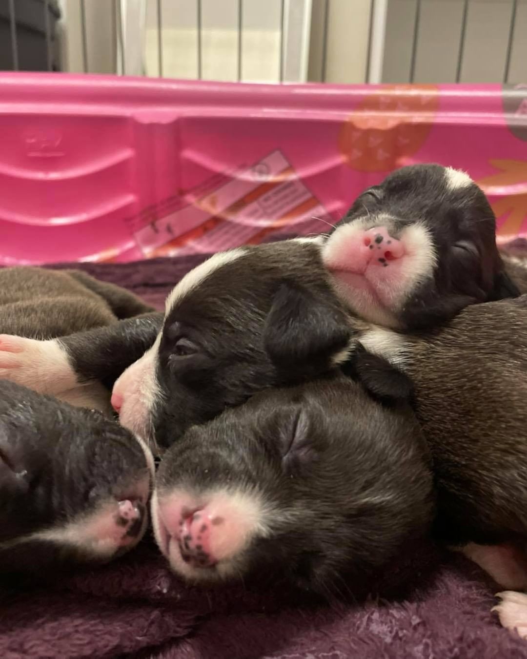 The cutest little puppy piles there ever was 🥰