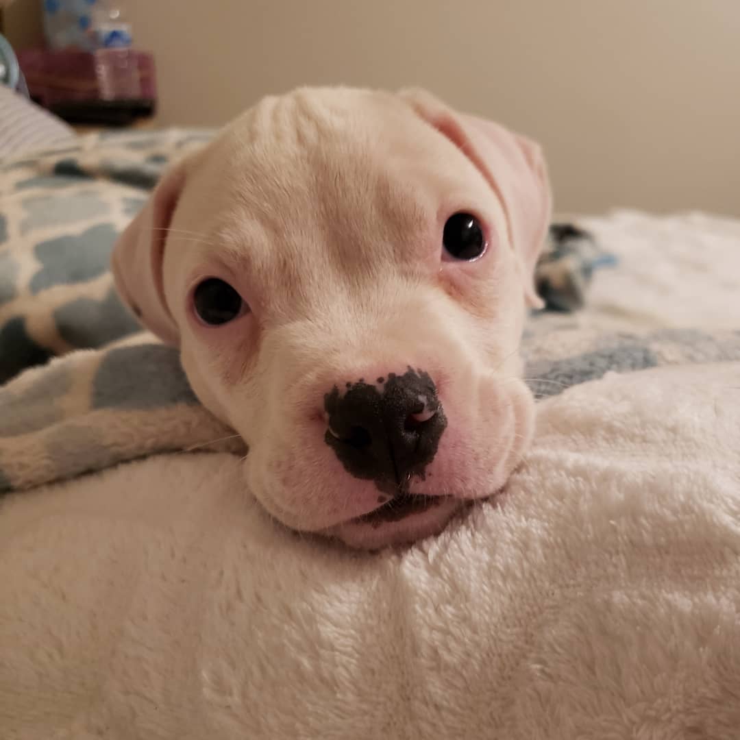 Albus is patiently waiting for his foster mama to come home.