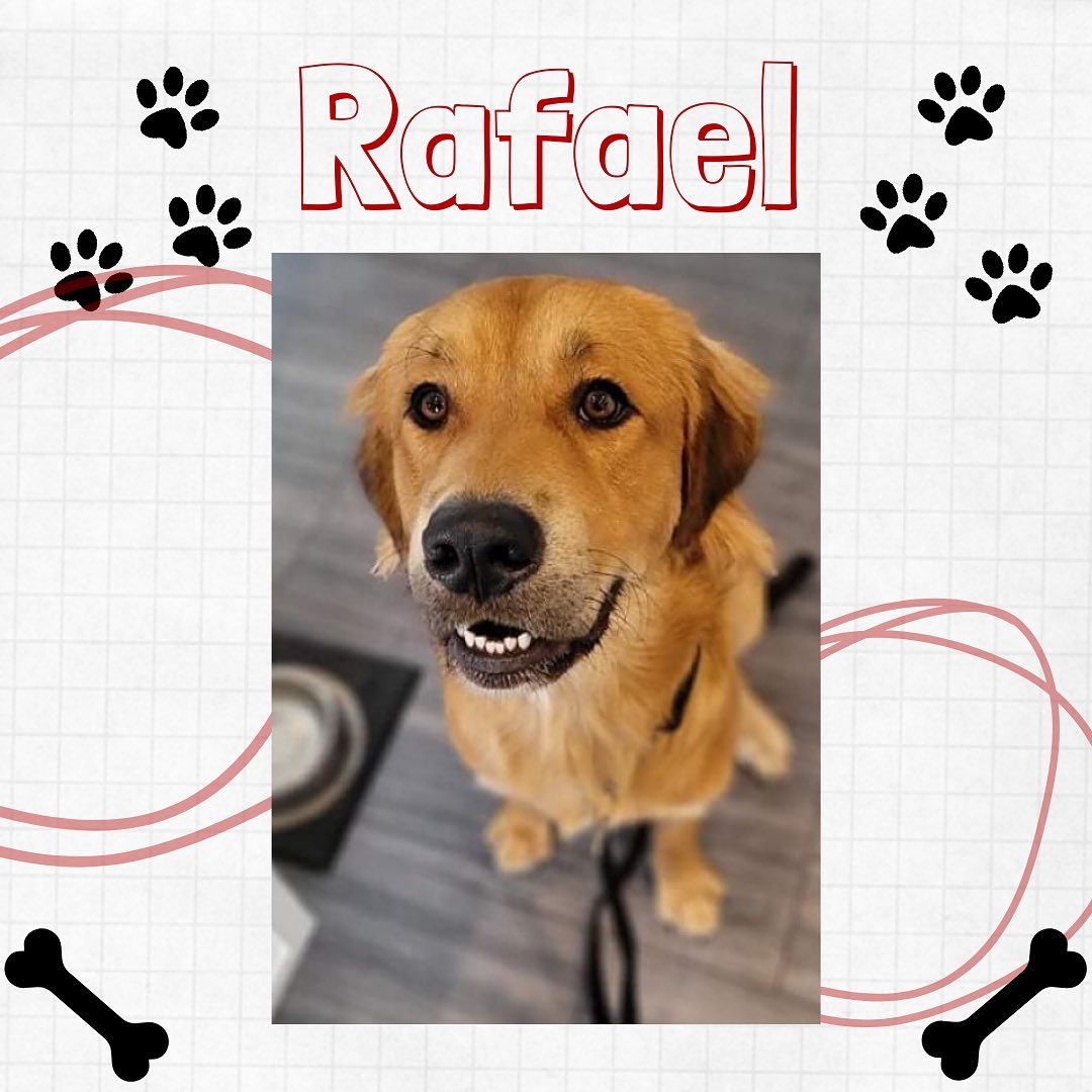 ⭐️ADOPTED⭐️
Rafael🔺68lbs🔺1.5yrs🔺M🔺Retriever Lab X🔺Red & Brown🔺Toronto, Ontario 

Move over Tom Selleck, radical Rafael  has the best moustache in town! Rafael is a stunning, young and smart boy, looking for a dedicated and loving forever family. Rafael loves to run and play with other dogs and cannot wait to try out some squeaky toys and learn how to play fetch! He is amazing with people of all ages and loves to be loved, people are his favourite! Rafael cannot wait to do so formal training with his new family, to show them that his brain is as awesome, as his moustache!

⭐️For more information or adoption application please visit www.fullcirclerescue.ca⭐️

Good With Adults: yes 
Good With Kids: yes
Good With Other Dogs: yes, with proper intros and decompression 
Good With Cats: unknown 
Crate Trained: working on it 
Potty Trained: working on it 
Energy Level: medium/ puppish 
Can be handled/touched: yes
Barker: normal
Escape Artist: no
Food Aggressive: no
Walks on Leash: working on it 
Medical: none 
Backstory: stray

<a target='_blank' href='https://www.instagram.com/explore/tags/fullcirclerescue/'>#fullcirclerescue</a> <a target='_blank' href='https://www.instagram.com/explore/tags/ontariodogrescue/'>#ontariodogrescue</a> <a target='_blank' href='https://www.instagram.com/explore/tags/adoptdontshop/'>#adoptdontshop</a> <a target='_blank' href='https://www.instagram.com/explore/tags/torontodogs/'>#torontodogs</a> <a target='_blank' href='https://www.instagram.com/explore/tags/hamiltondogs/'>#hamiltondogs</a> <a target='_blank' href='https://www.instagram.com/explore/tags/dogsofcanada/'>#dogsofcanada</a> <a target='_blank' href='https://www.instagram.com/explore/tags/doggo/'>#doggo</a> <a target='_blank' href='https://www.instagram.com/explore/tags/dogsofinsta/'>#dogsofinsta</a> <a target='_blank' href='https://www.instagram.com/explore/tags/doglovers/'>#doglovers</a> <a target='_blank' href='https://www.instagram.com/explore/tags/dogsloversofinstagram/'>#dogsloversofinstagram</a> <a target='_blank' href='https://www.instagram.com/explore/tags/dogsofinstagram/'>#dogsofinstagram</a> <a target='_blank' href='https://www.instagram.com/explore/tags/dogsofinstaworld/'>#dogsofinstaworld</a> <a target='_blank' href='https://www.instagram.com/explore/tags/GTA/'>#GTA</a> <a target='_blank' href='https://www.instagram.com/explore/tags/GTHA/'>#GTHA</a> <a target='_blank' href='https://www.instagram.com/explore/tags/dogrescue/'>#dogrescue</a> <a target='_blank' href='https://www.instagram.com/explore/tags/dogrescuepeople/'>#dogrescuepeople</a> <a target='_blank' href='https://www.instagram.com/explore/tags/dogrescuers/'>#dogrescuers</a> <a target='_blank' href='https://www.instagram.com/explore/tags/adoptabledogsofinstagram/'>#adoptabledogsofinstagram</a> <a target='_blank' href='https://www.instagram.com/explore/tags/weareFCR/'>#weareFCR</a> <a target='_blank' href='https://www.instagram.com/explore/tags/anythingispawsible/'>#anythingispawsible</a>